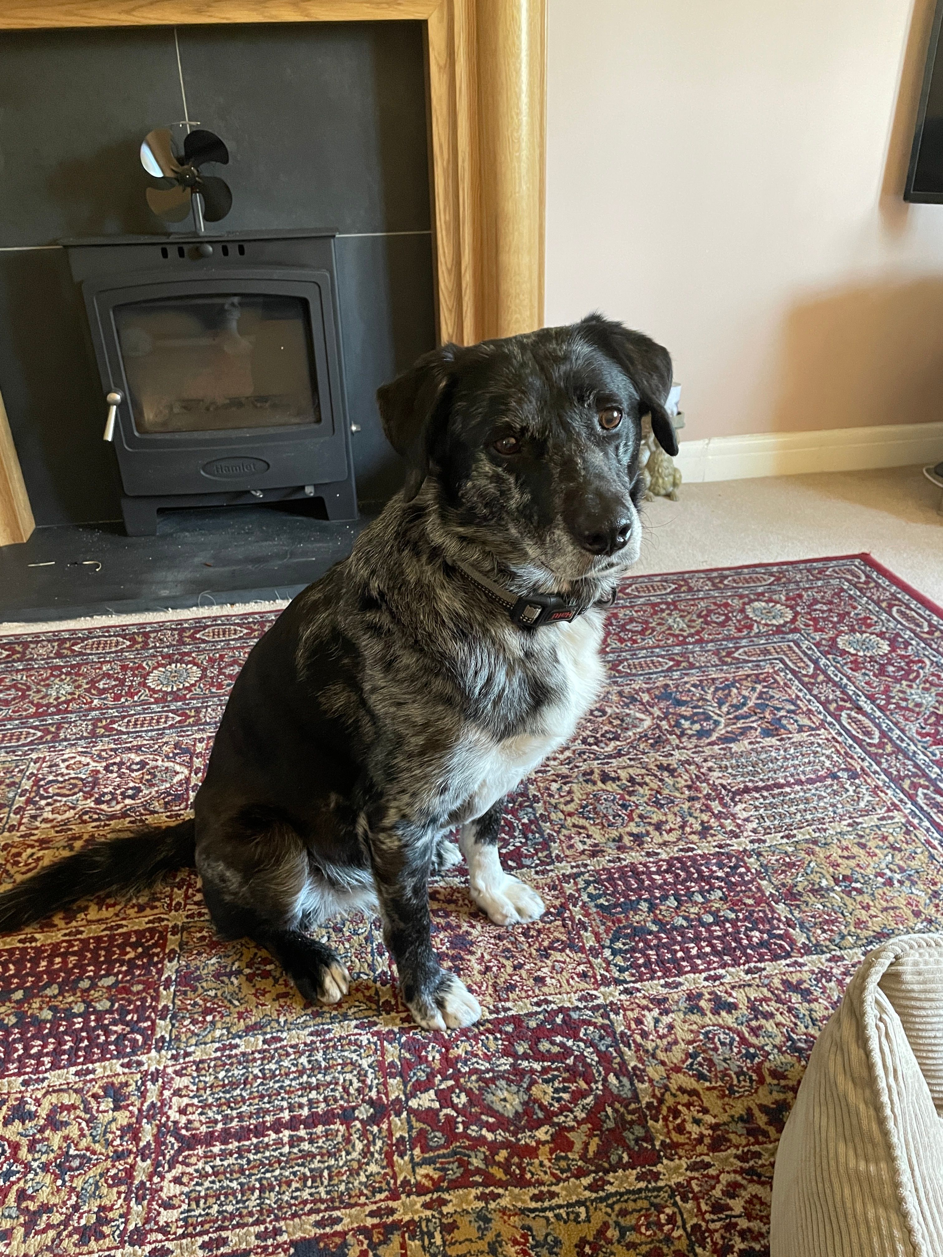 Blue - Gifford Close, Cwmbran