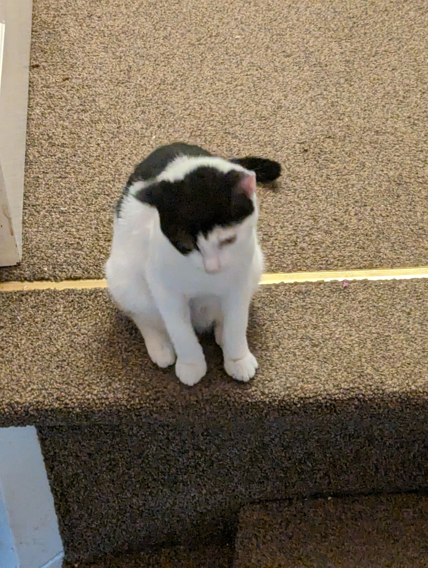 Cobra - Desborough Avenue, High Wycombe