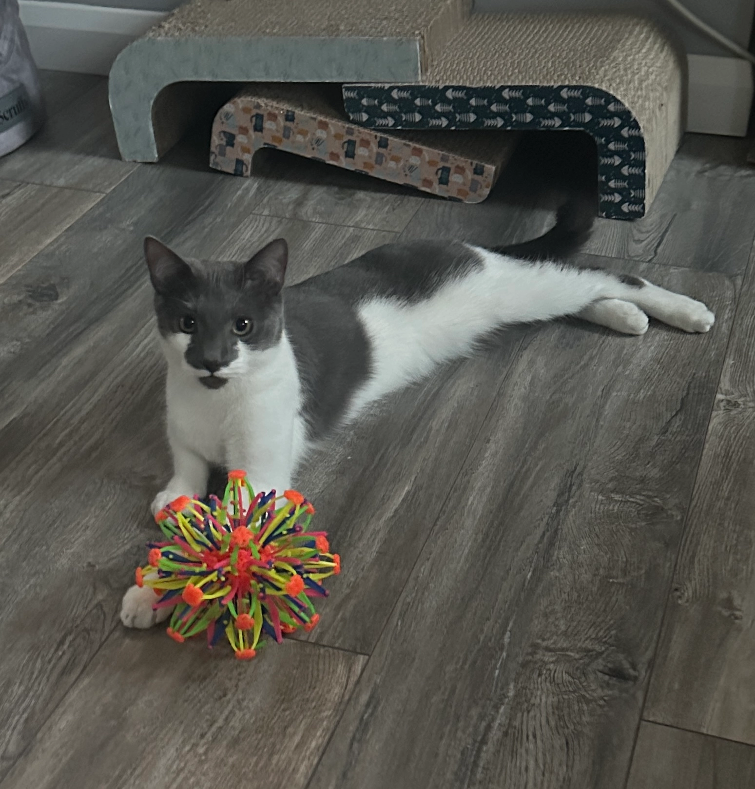 Krokiet - Tullos Crescent, Aberdeen