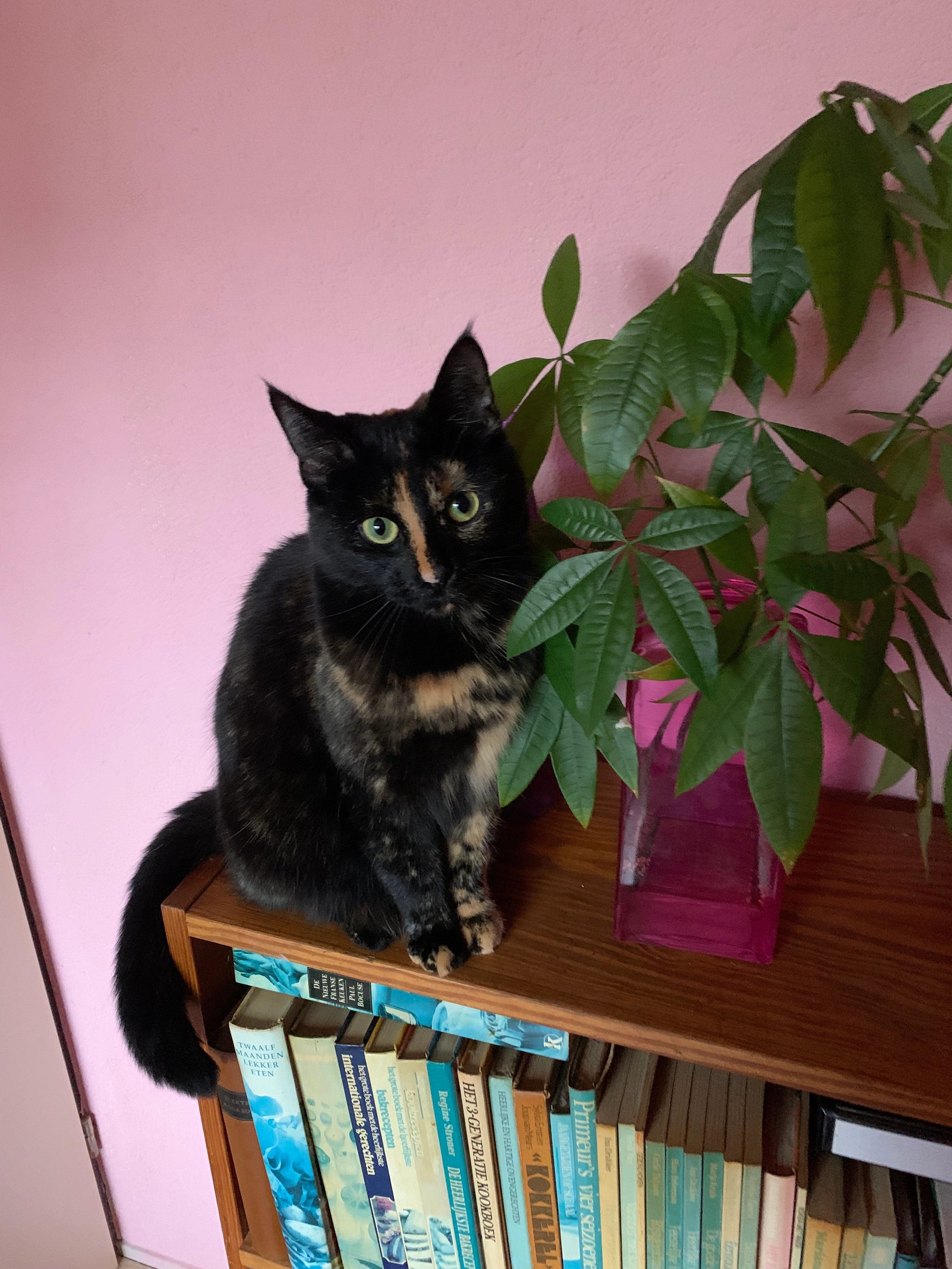 Wammes - Zwemmer, Drachten