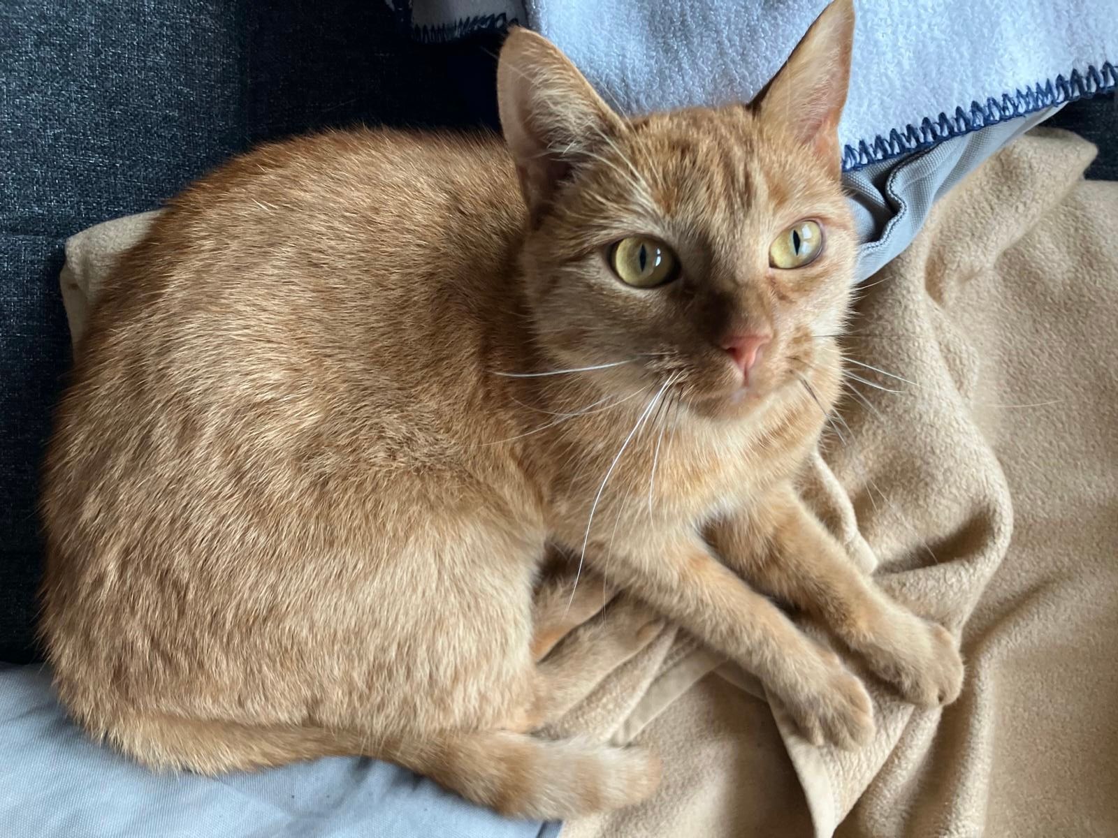 Nala - Starkenburger Straße, Grünberg