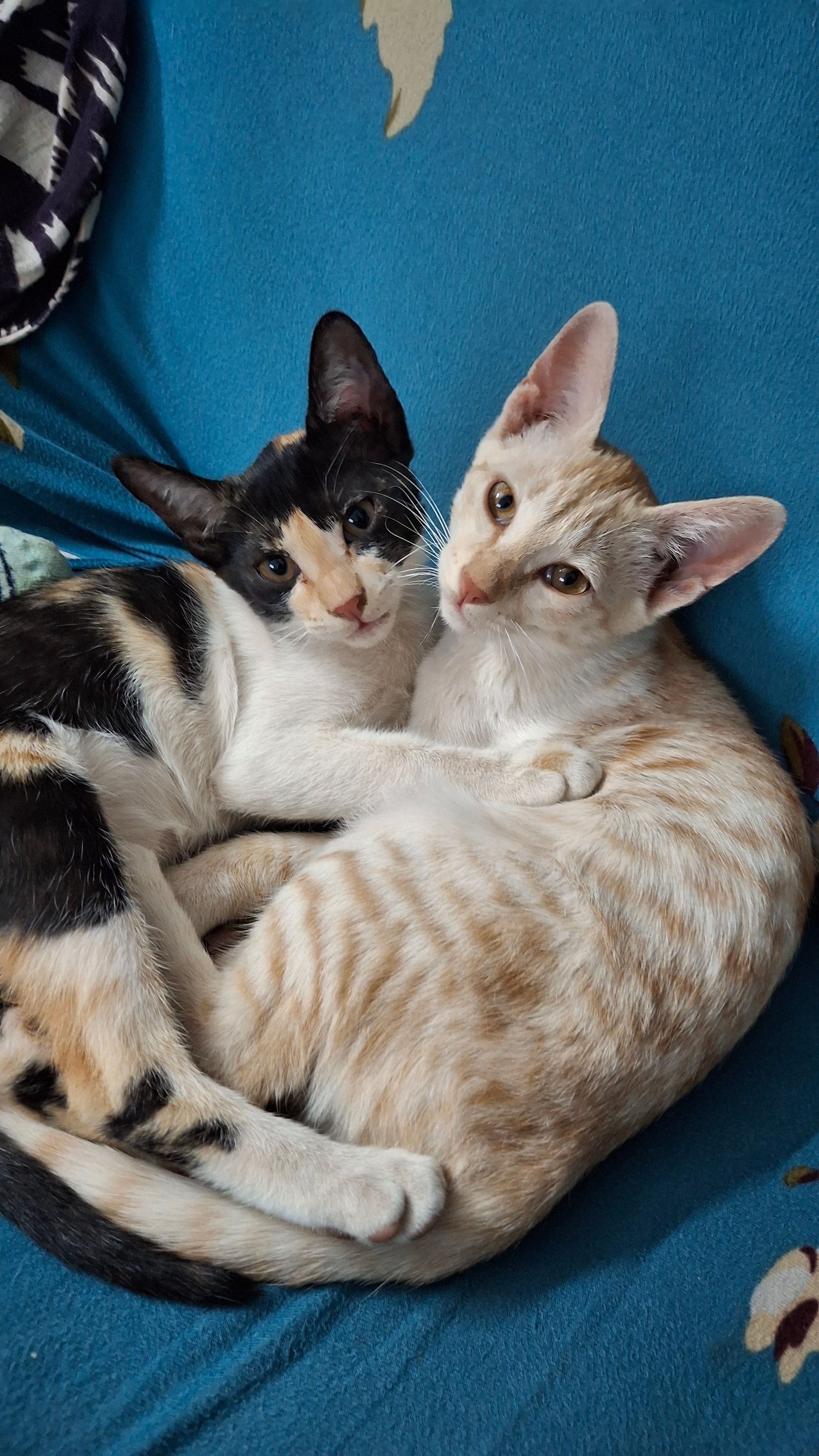 Algato - Main Road Ramanagara, Ramanagara