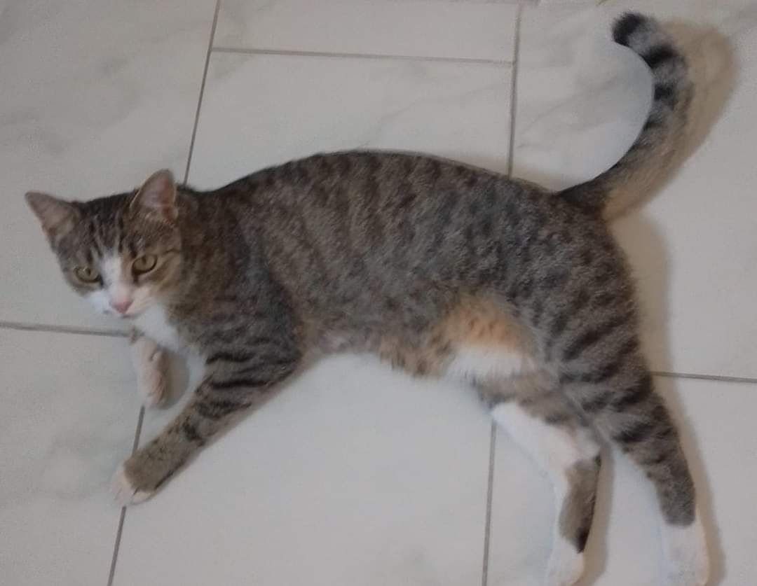 Ylvi - Seestraße, Andau