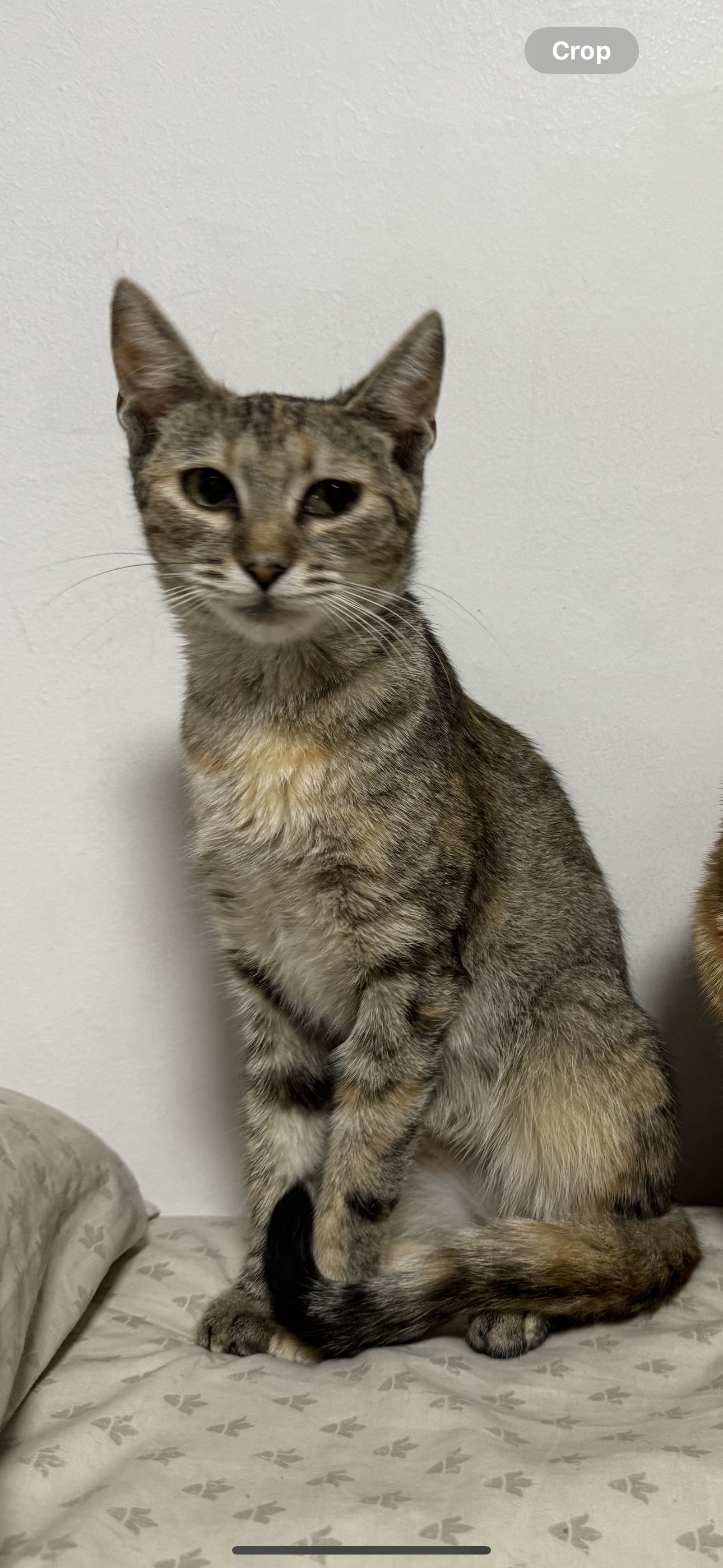 Puss  - Ion Irimescu 59, ATeam, Suceava