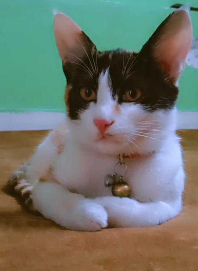 Kittu - Gali Number 1, New Delhi