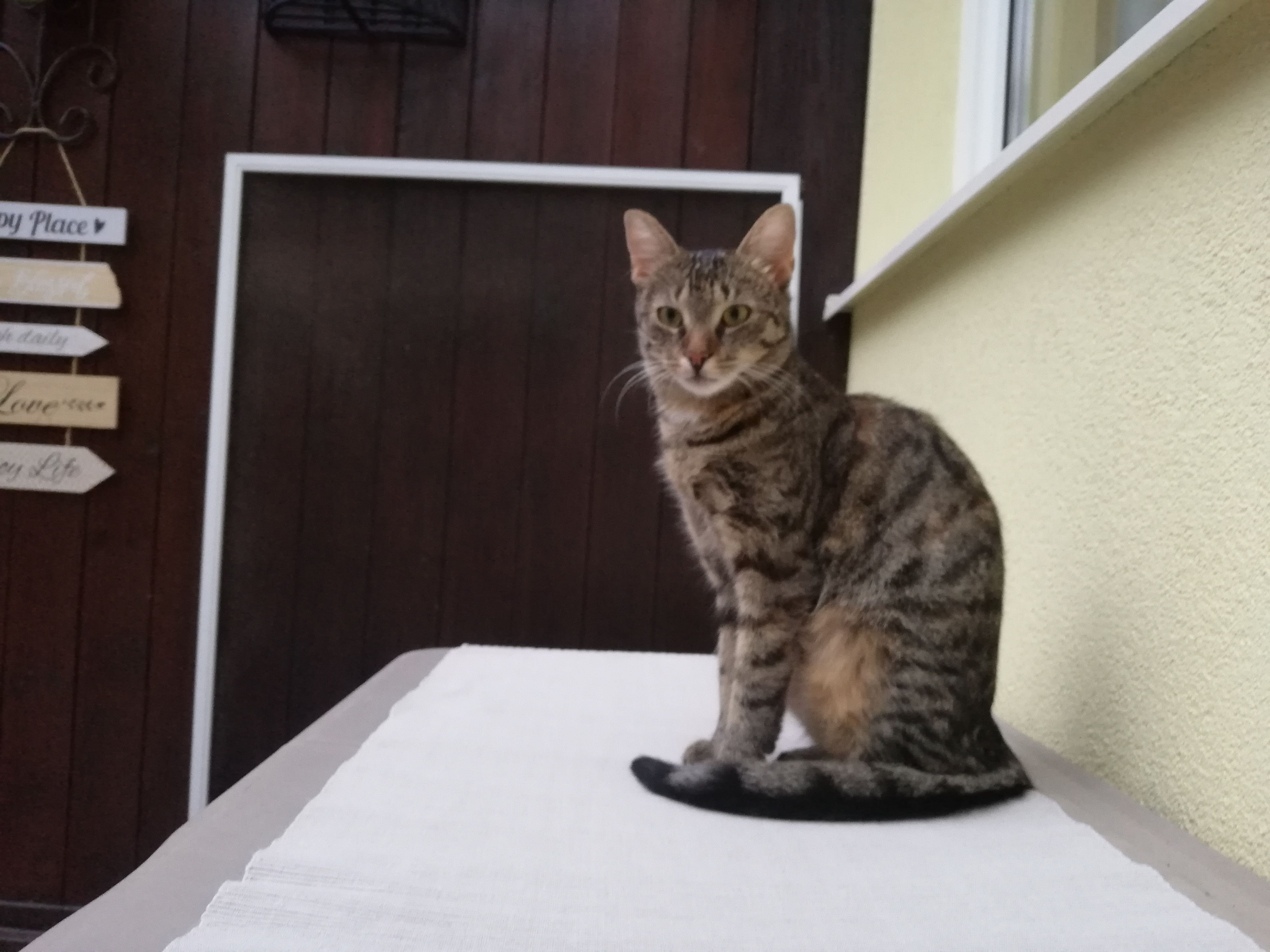 Henriette - Waldrandgasse, Neunkirchen