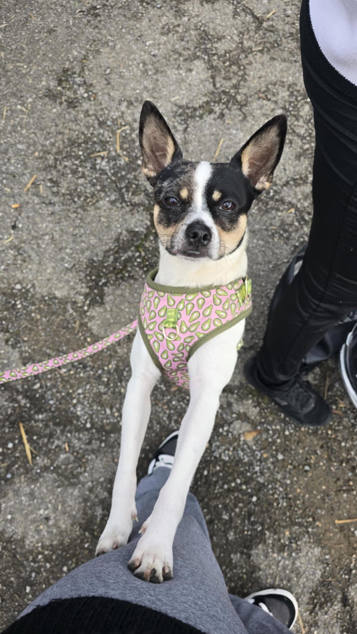 Pedro - Rue Bovendael, Herstal