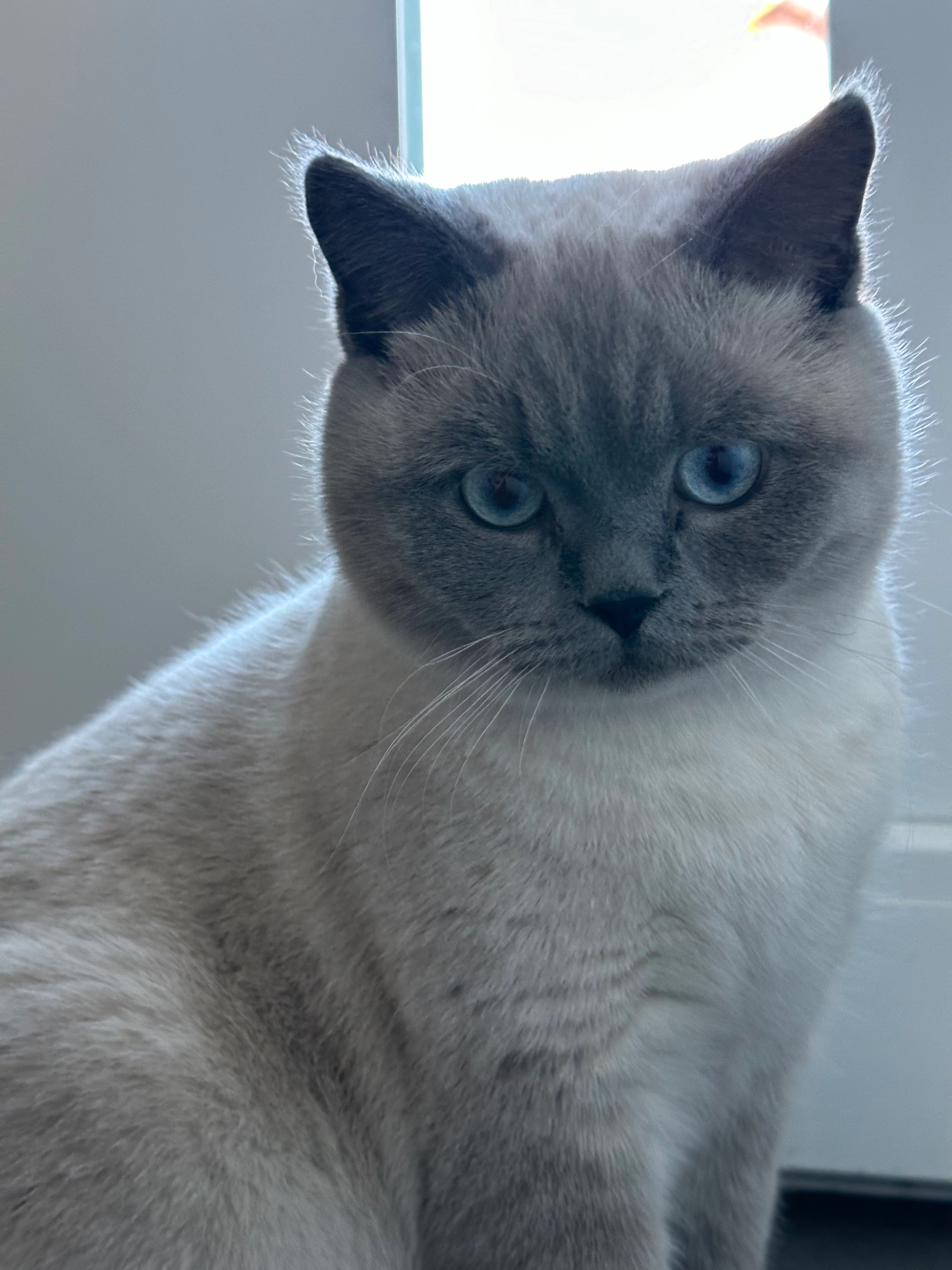 Pars - Lindengasse, Gänserndorf