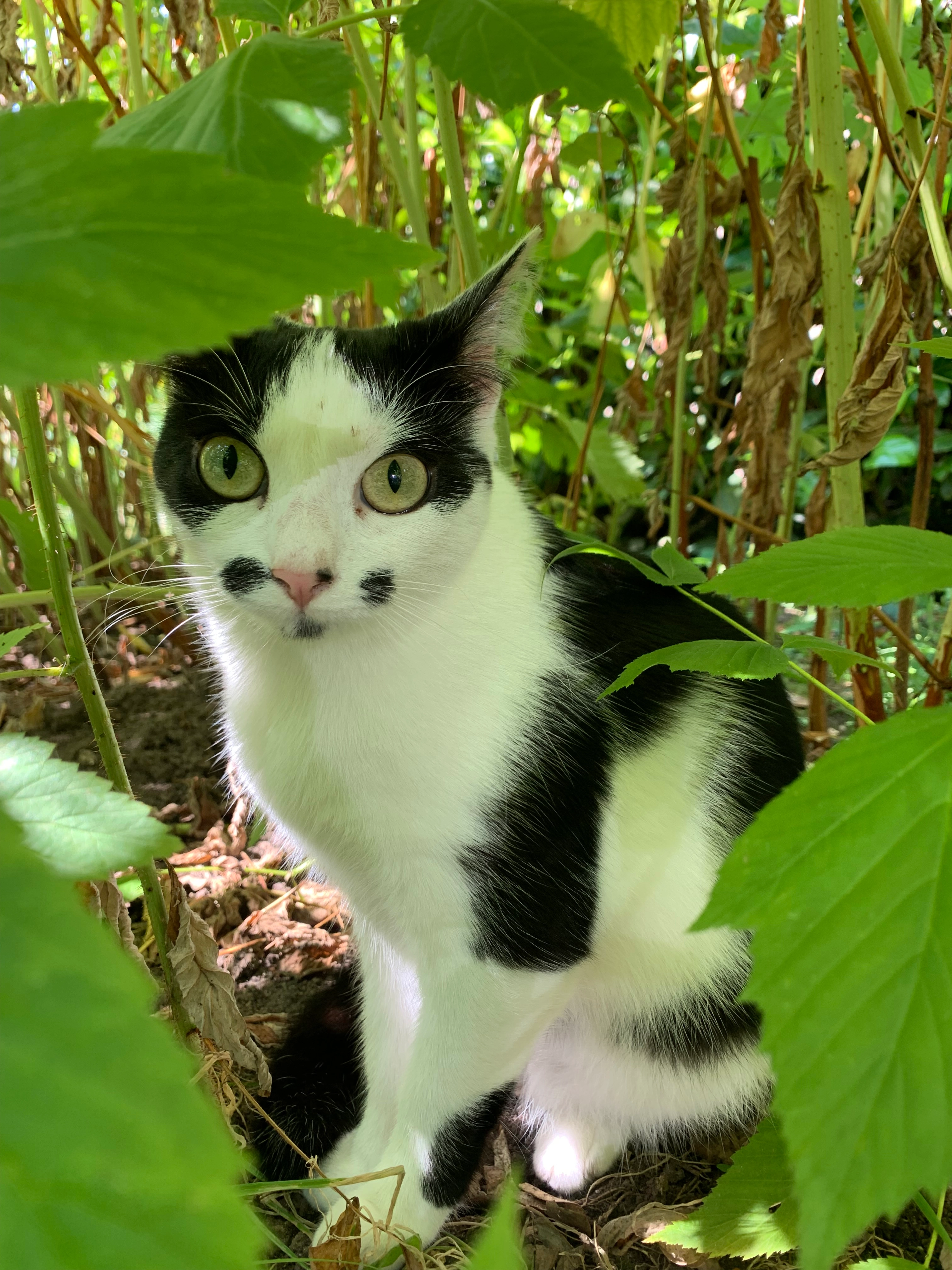 Cleo - Rue de Paris, Saint-Rémy-lès-Chevreuse