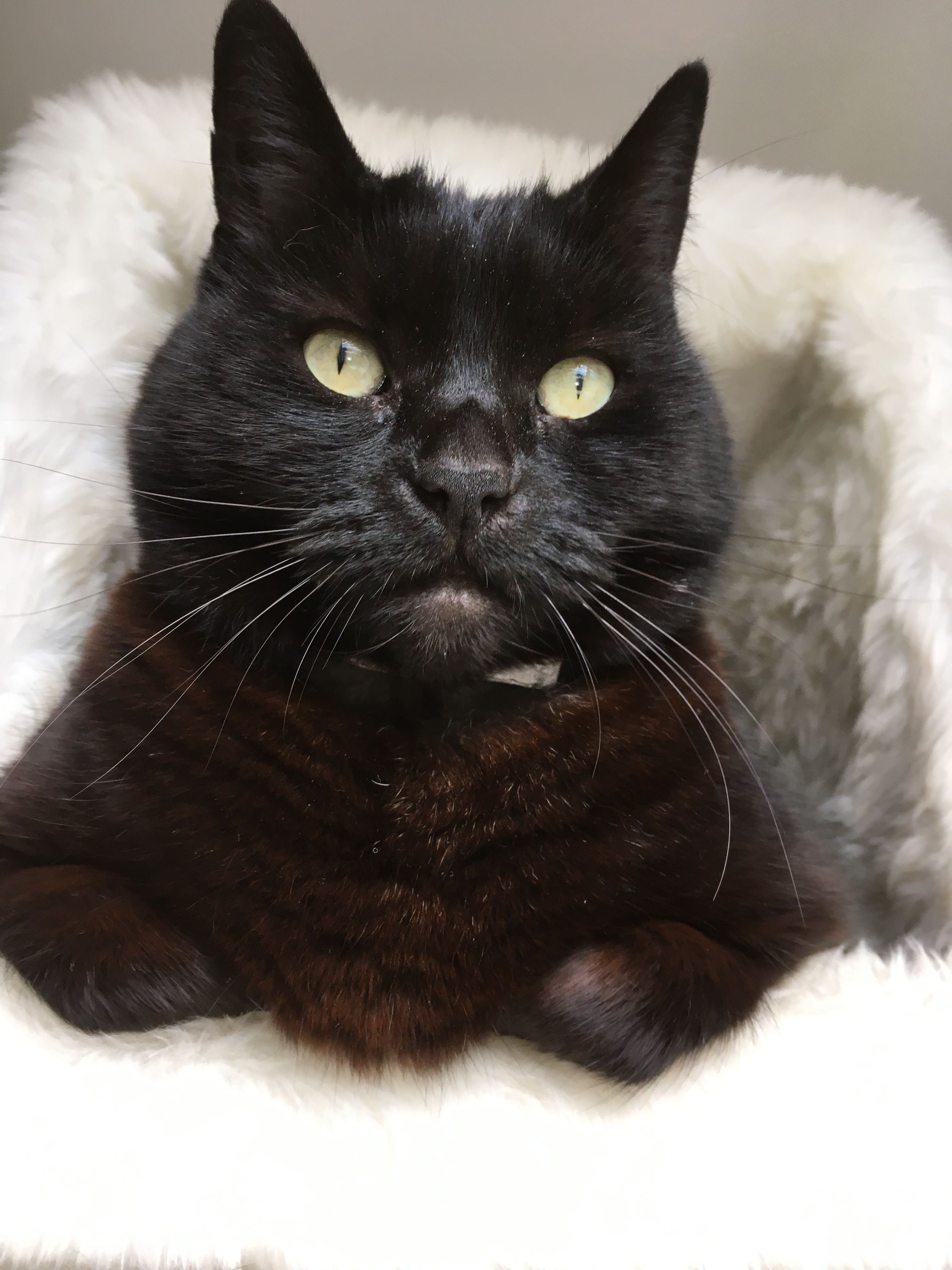 Coline - Sous Graitery, Court