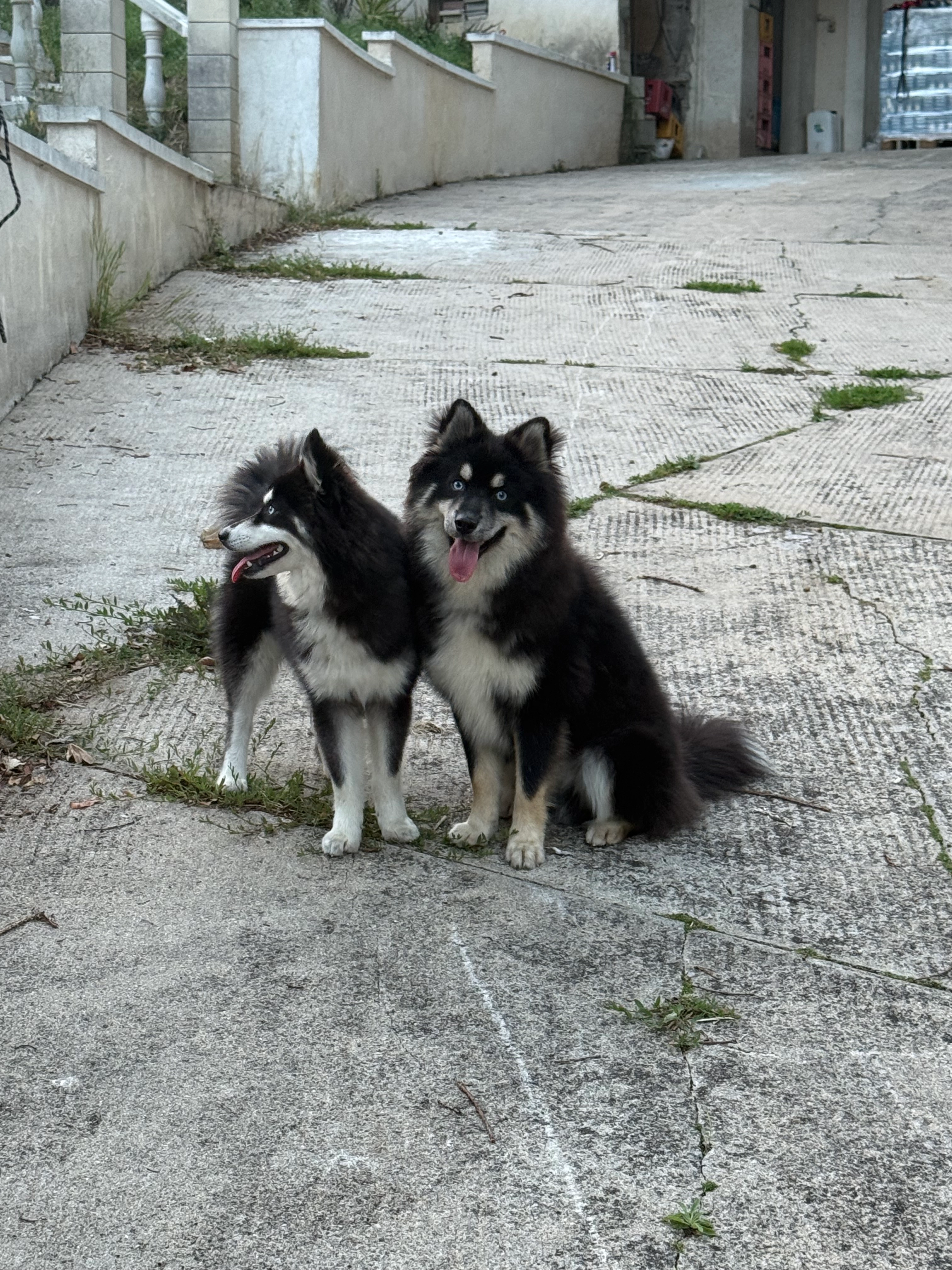 Diva - Ruelle du Presbytère, La Ville-du-Bois