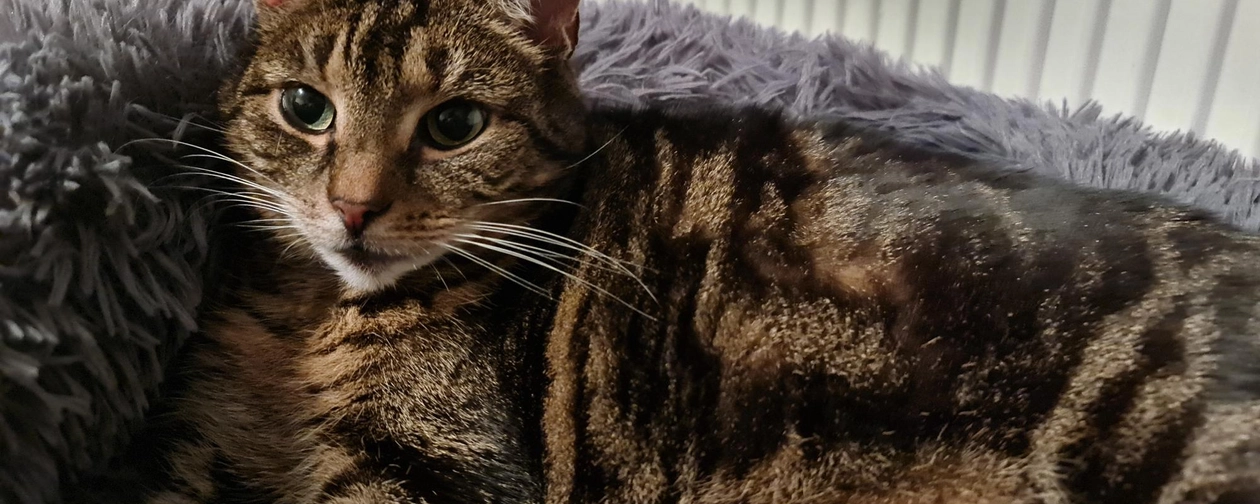 Mausi - Nordstraße, Unna