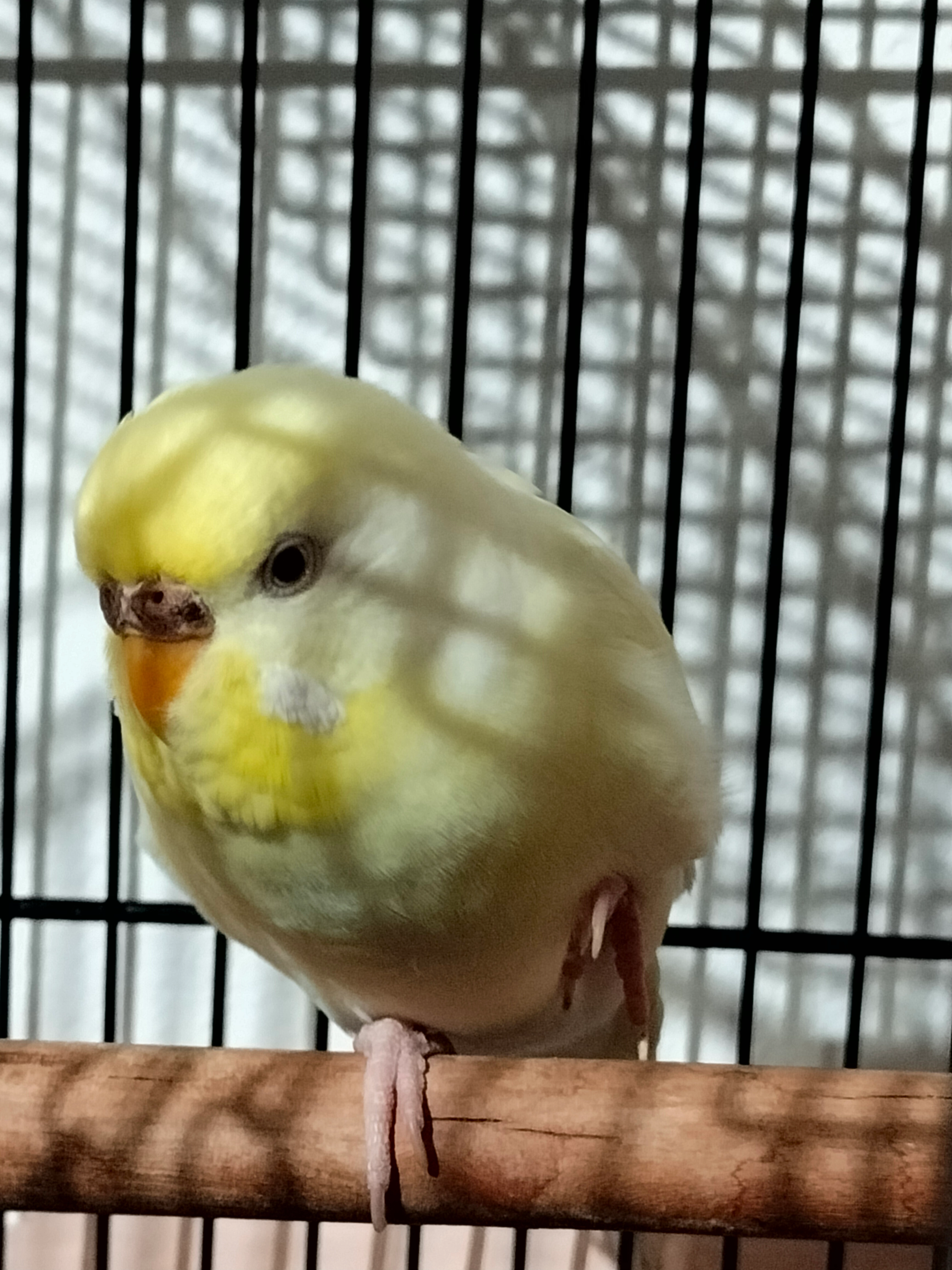 Perica - Plaça De La Marca Hispànica, Sabadell