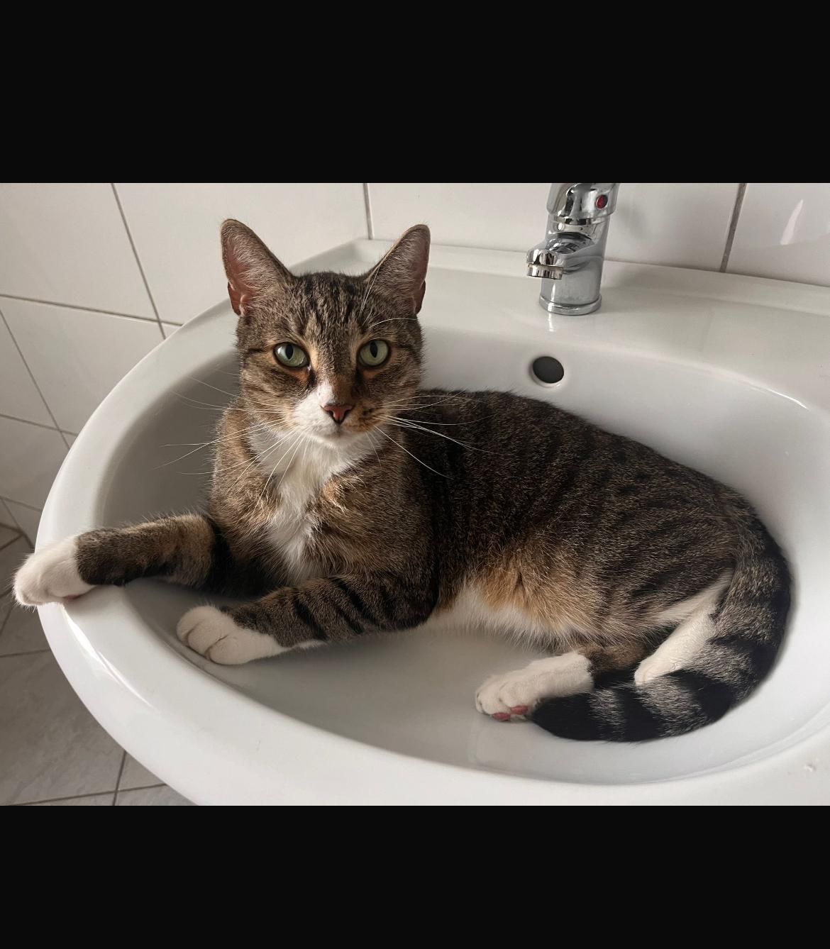 Tiger  - Berliner Straße, Frankfurt