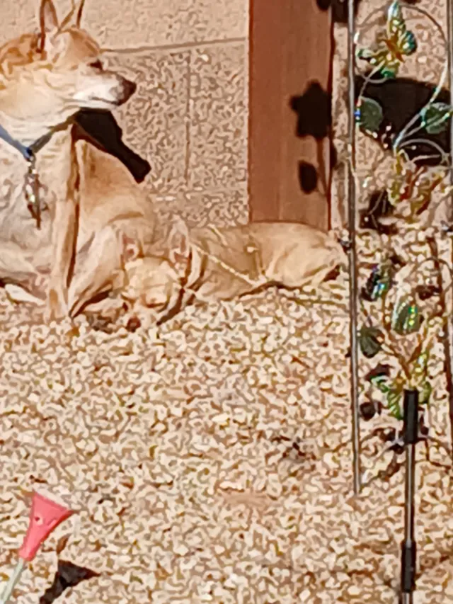 Chuck - 729 S Desert View Dr, Apache Junction