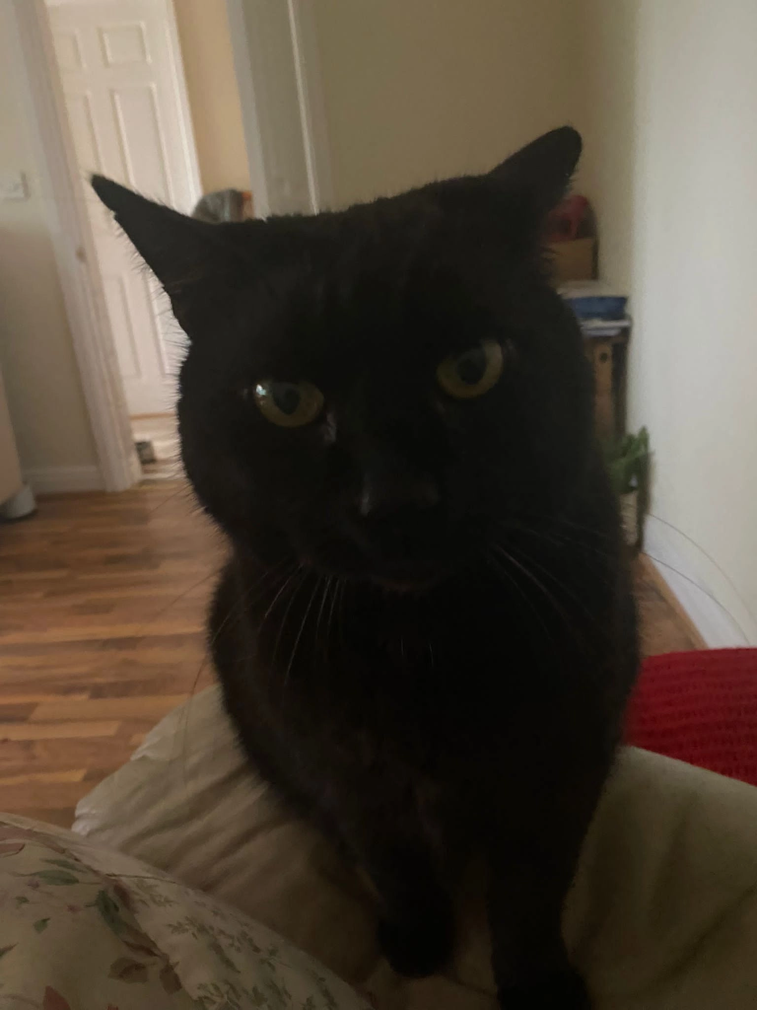 Boycee - Wellgarth, Grimsby