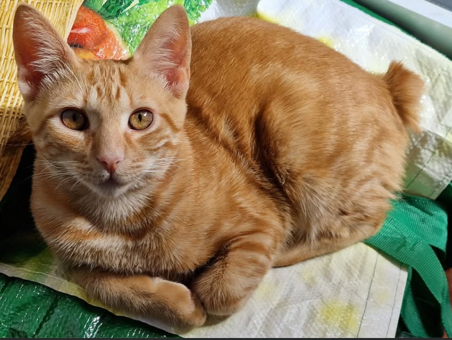 Mia - Avenida Federico García Lorca, Murcia