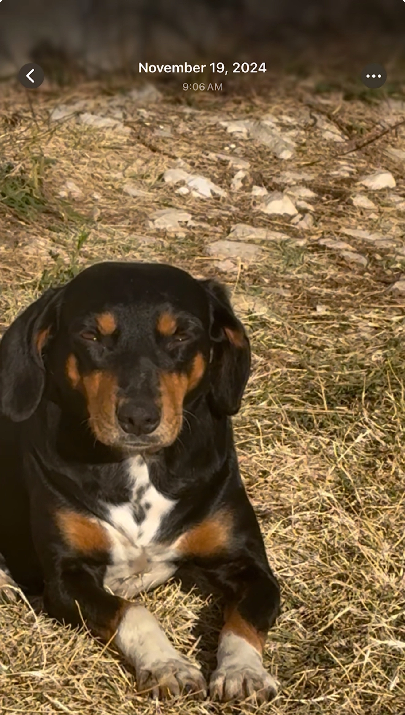 Neşe - Mustafa Kemal Bulvarı, Konaklı