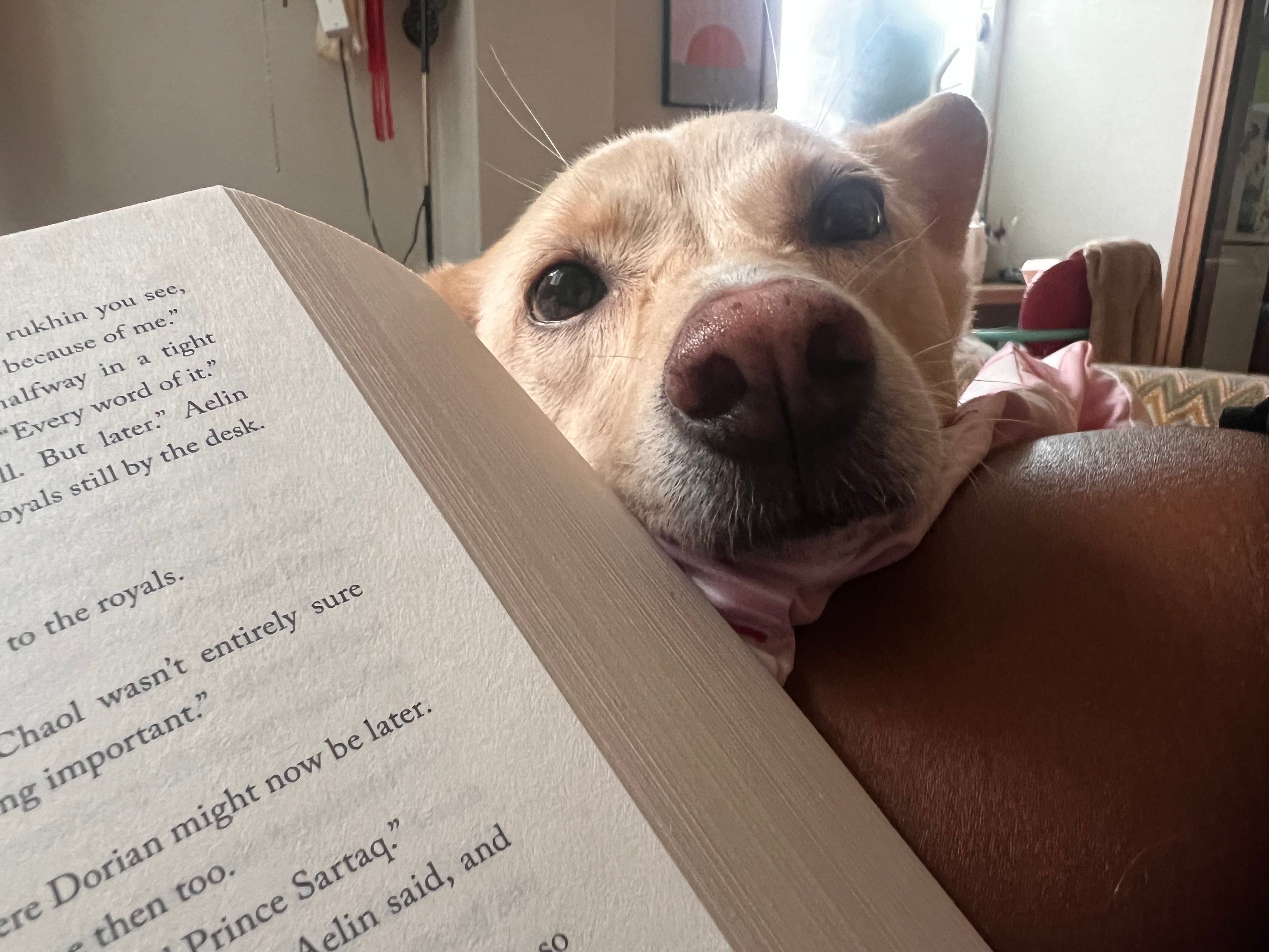 Trixie  - 사평대로53길, Seoul