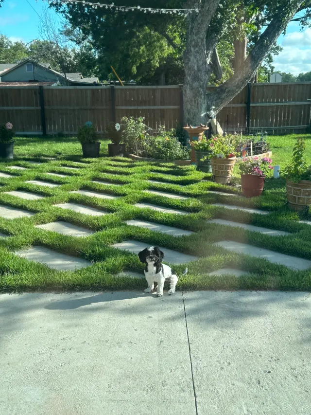 Coco  - 407 Creswell Dr, San Antonio
