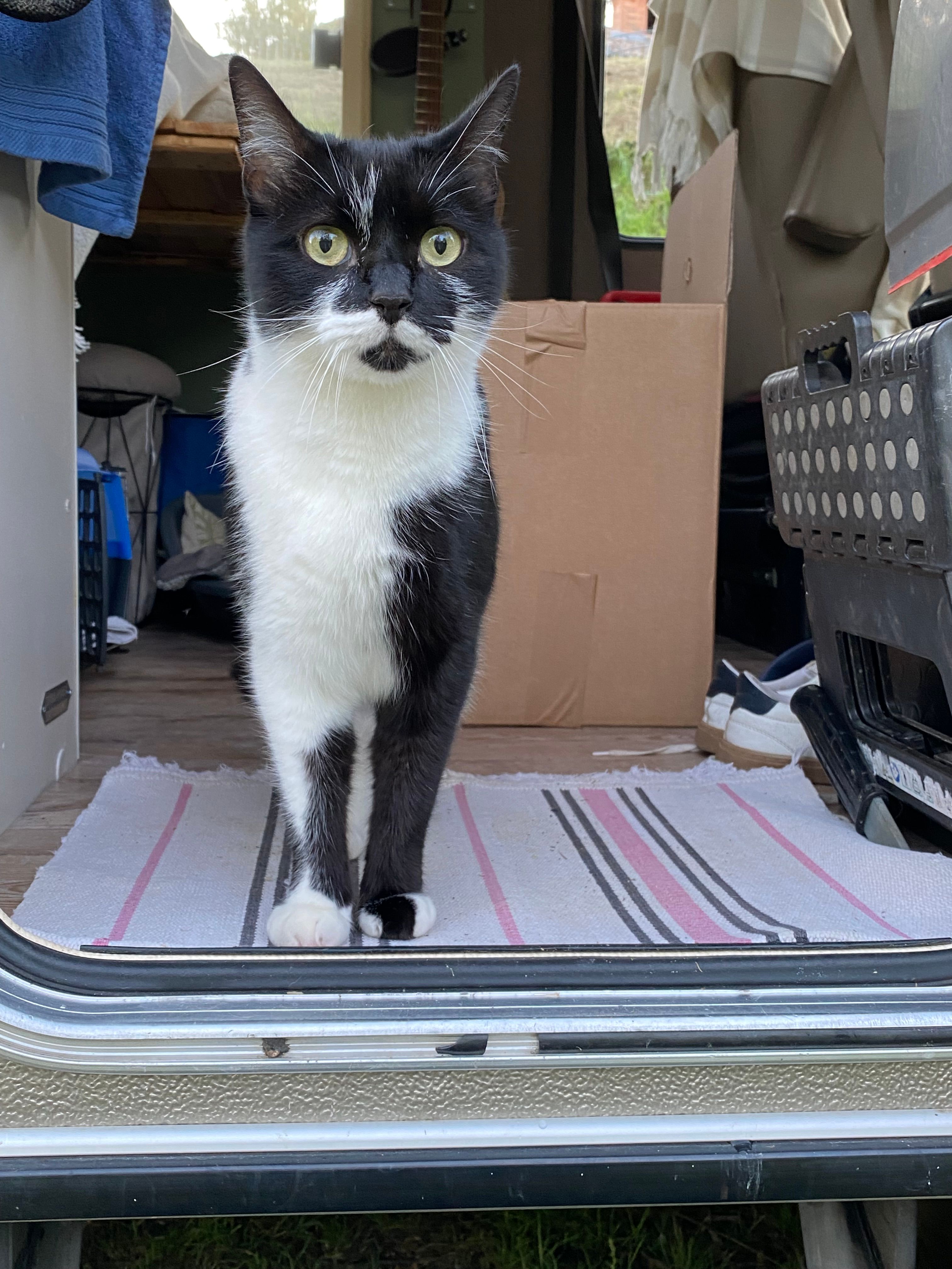 mélo - Dobrava 1A, Izola