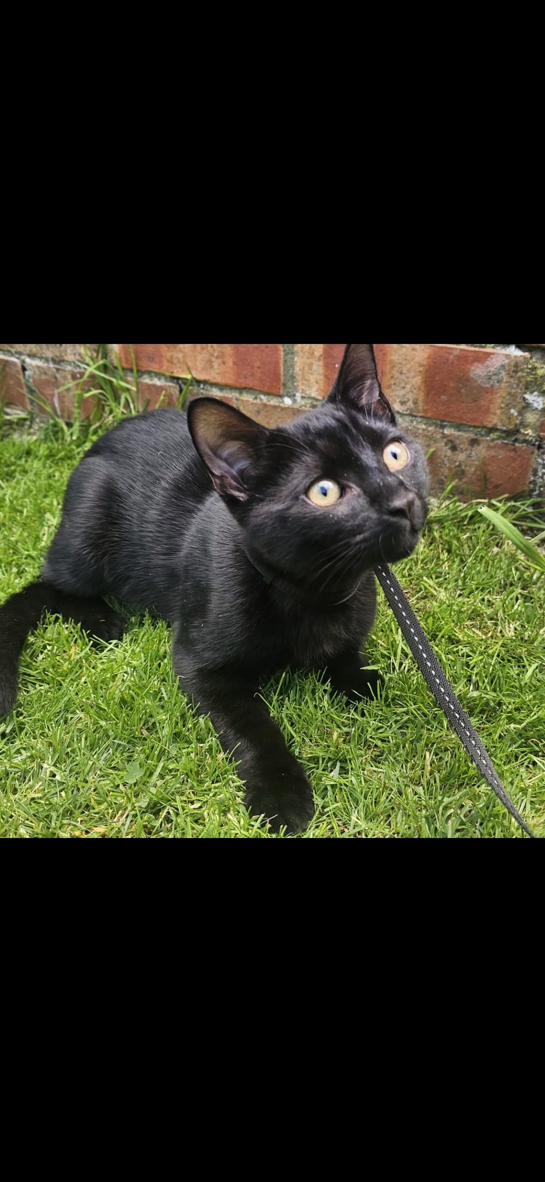 Filon - PO19 7AP , Chichester