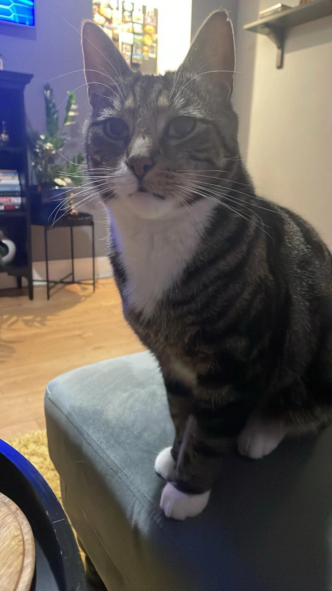 Tommy - Roselea Drive, Falkirk