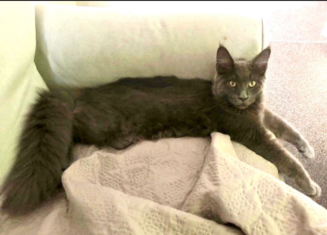 Coony - Stenenkruisweg, Zonhoven