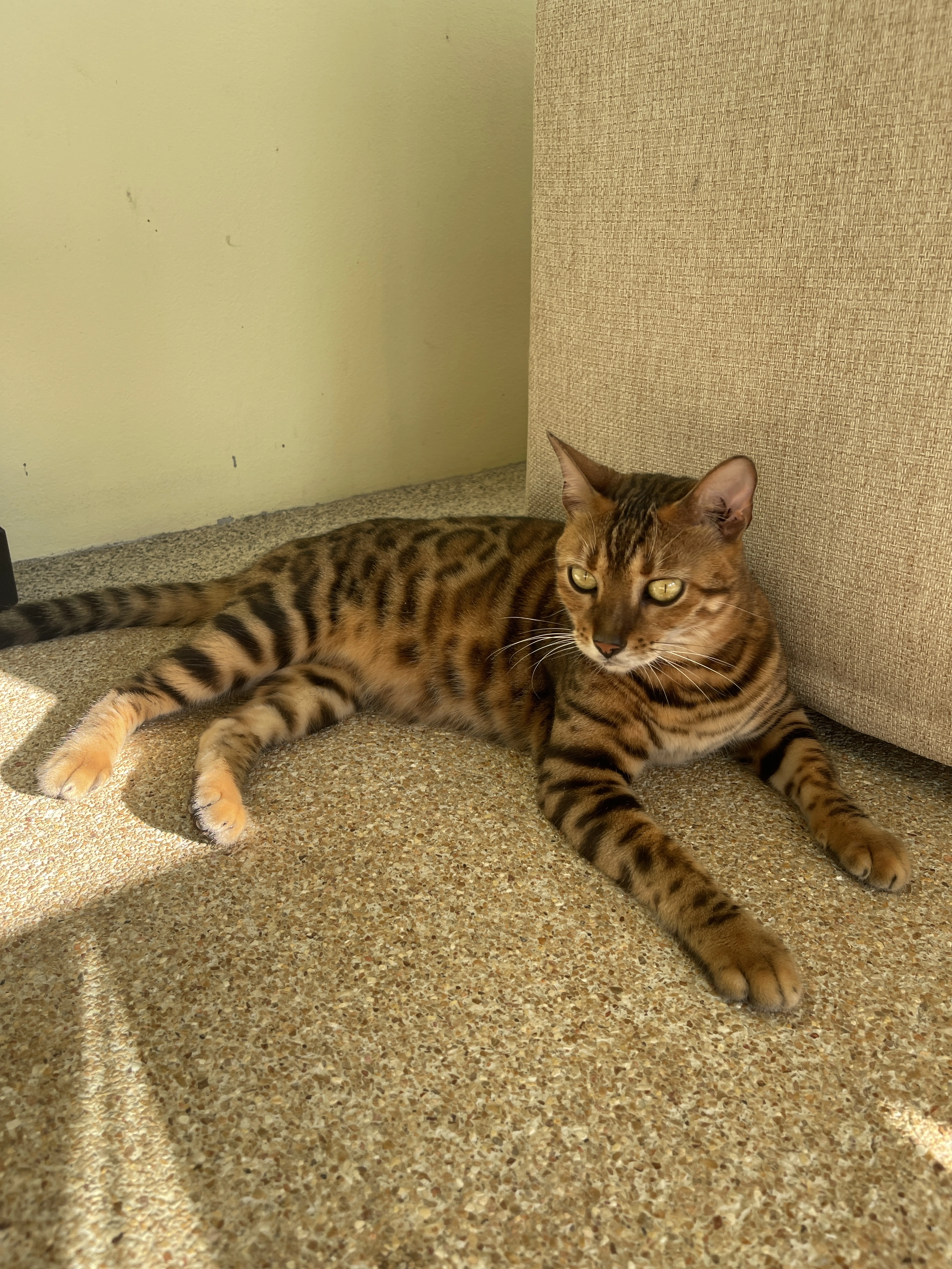 Bella - Soi Saiyuan, Mueang Phuket