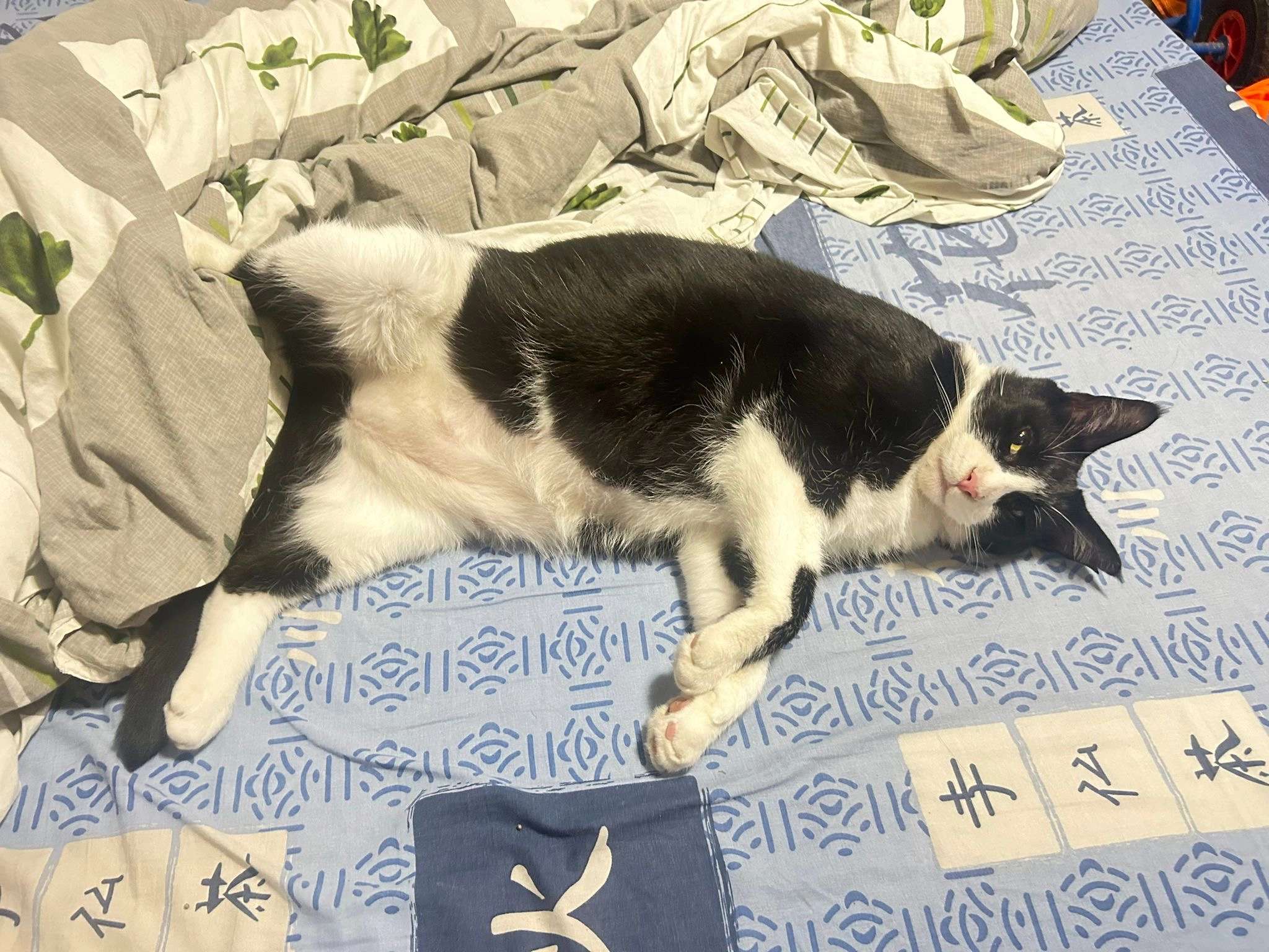 Zorro - La Grosse Roche, Sainte-Pazanne