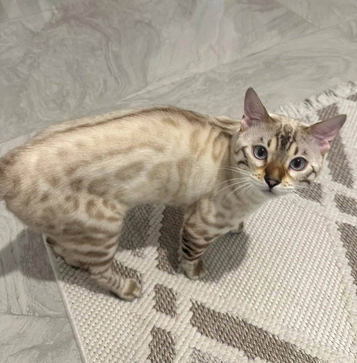 Kaplan - Chemin Du Couvent, Marignane