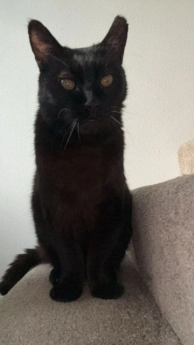 BAGHEERA - SW 182nd Ave, Beaverton