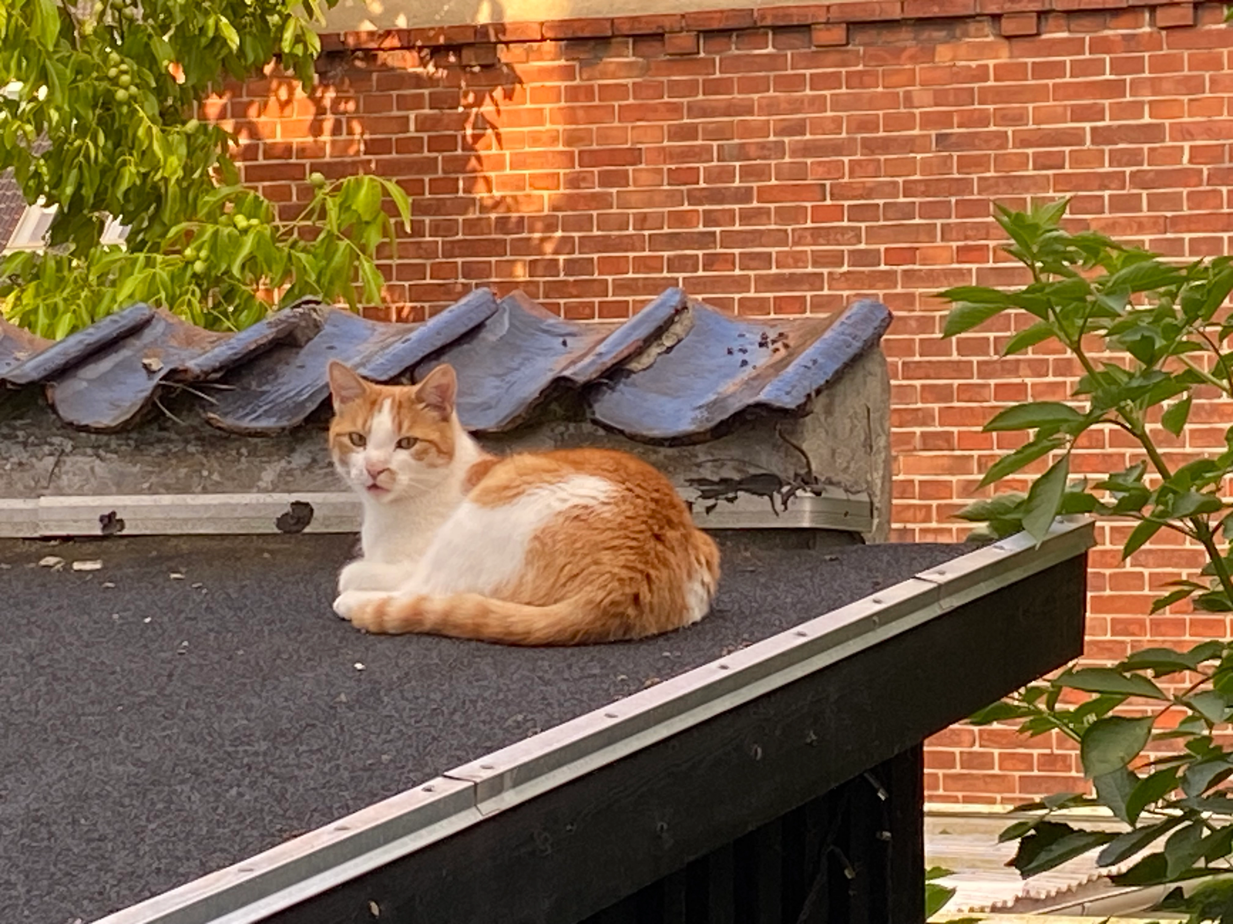 Suga - Hellerupvej 55, Hellerup