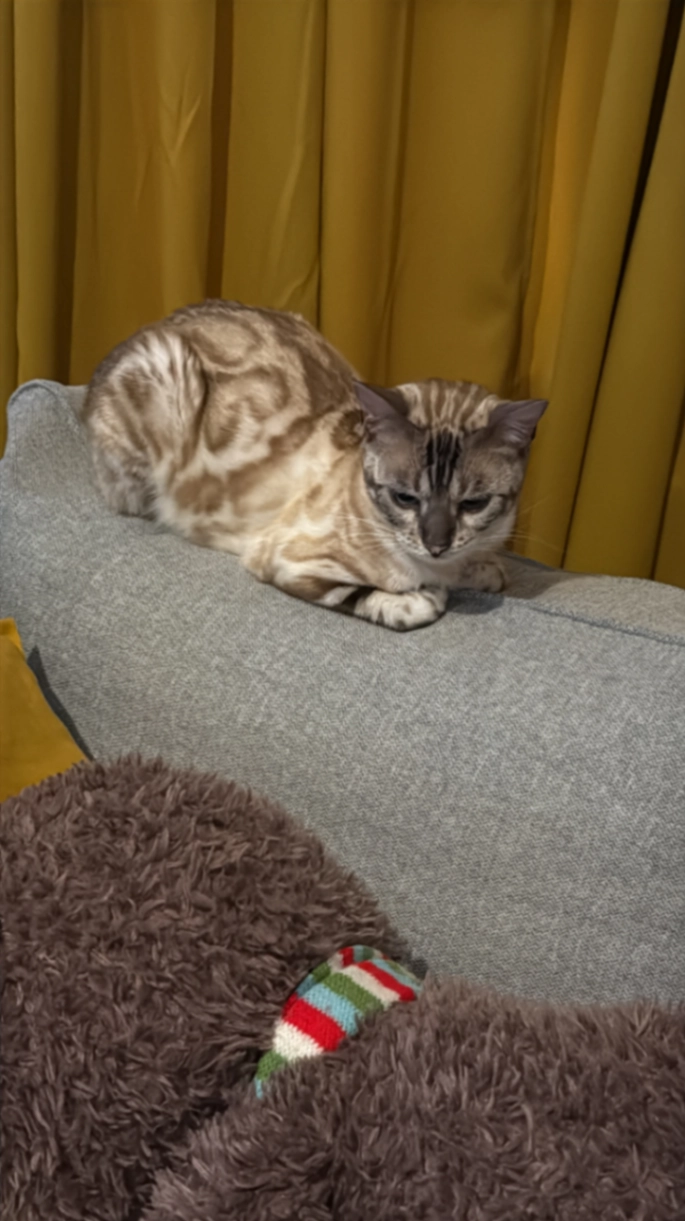 Willow - Worple Road, Epsom