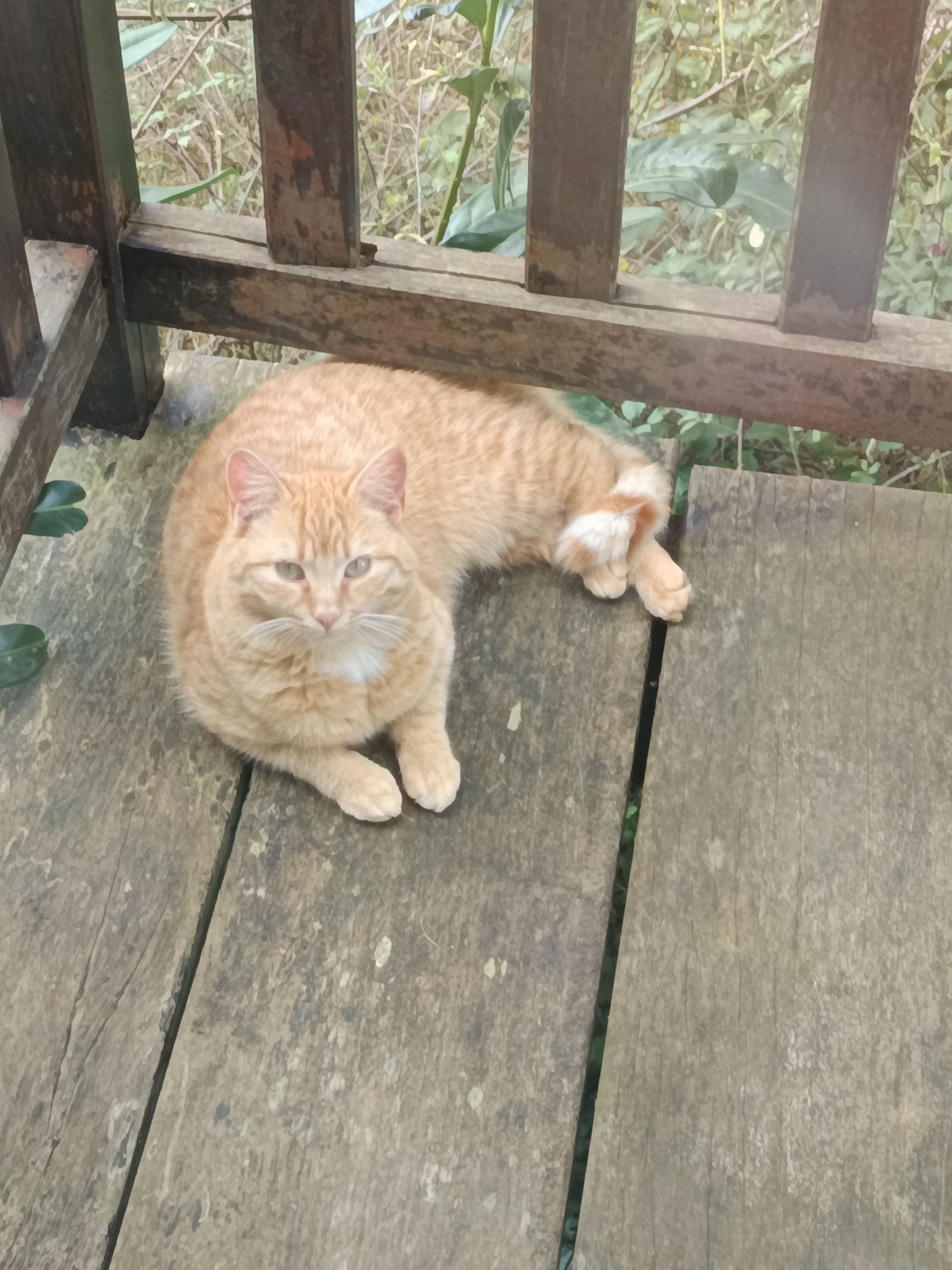 Caramel - 66 Chemin du Roy, La Chaussée-d'Ivry