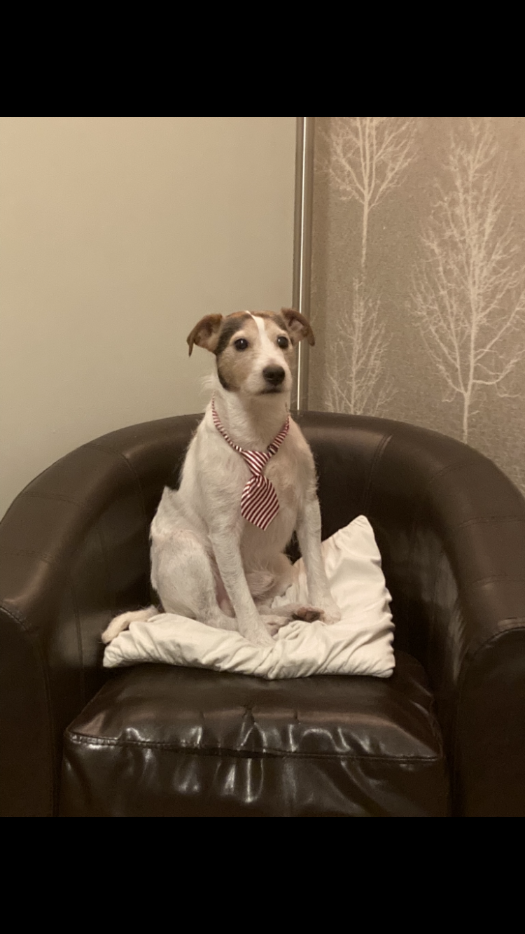 Chip - Turbary Park Avenue, Bournemouth