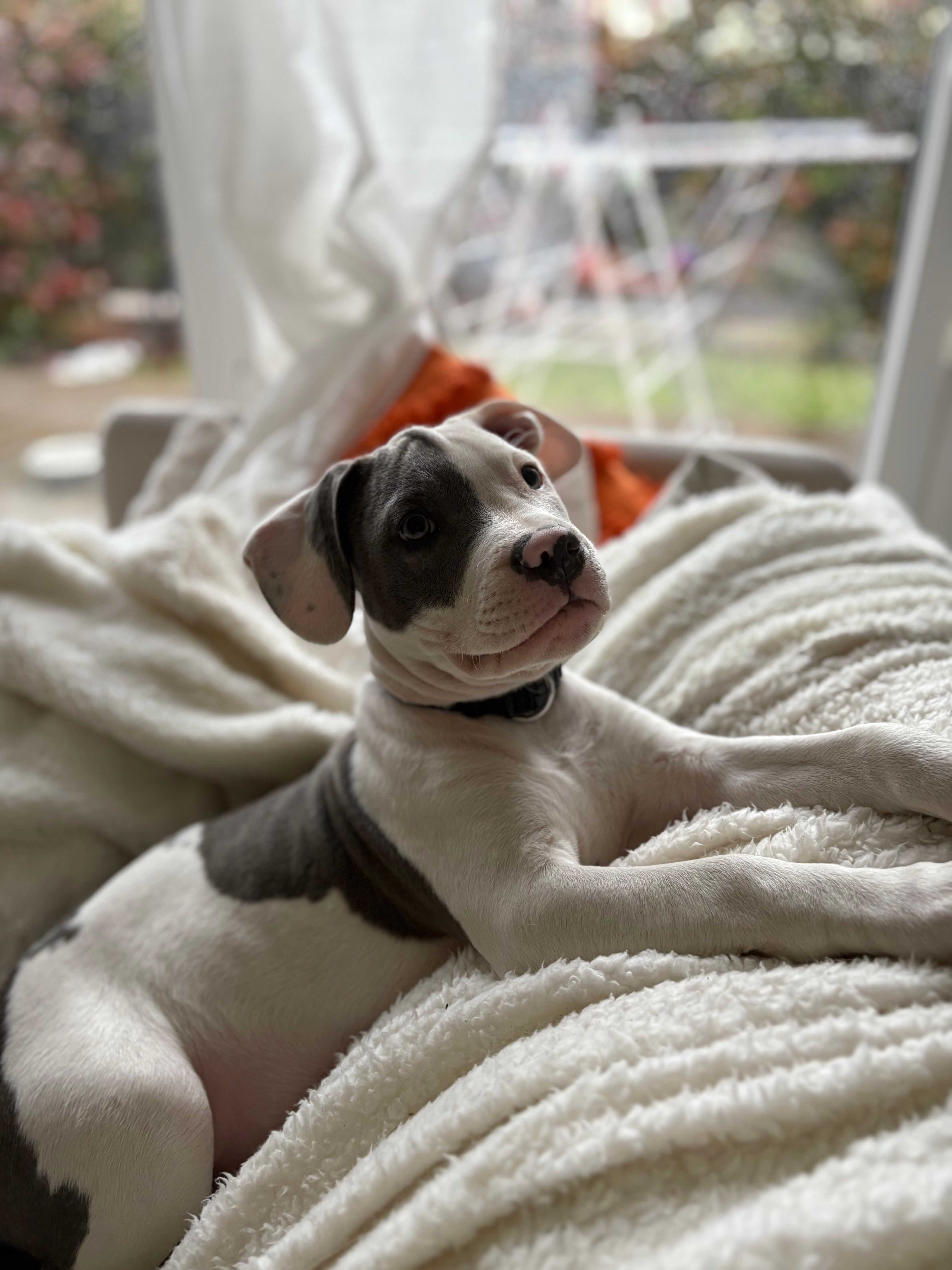 Aramis - Rue du Capitole, Saint-Jory