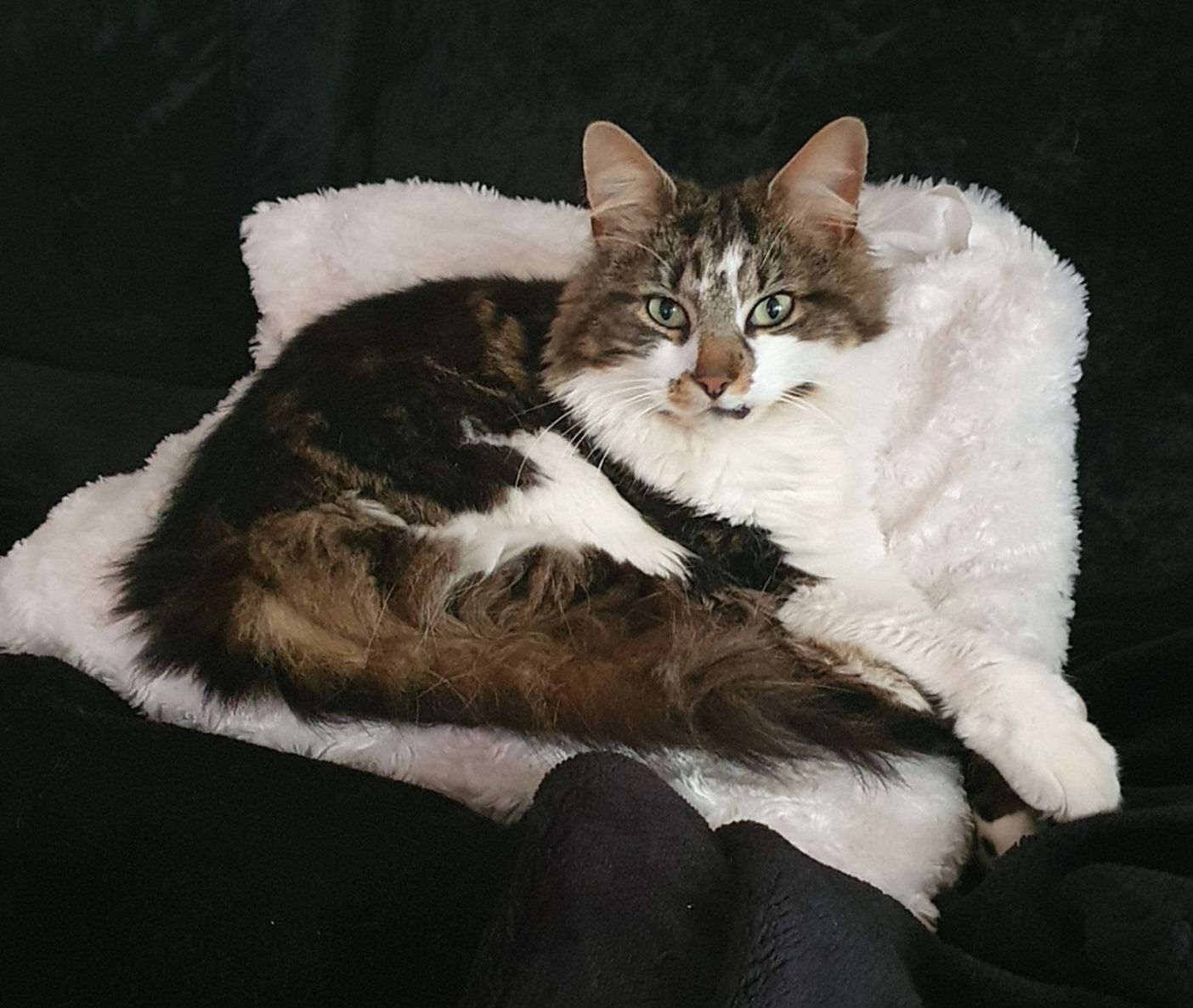 Cleo - Balaclava Road, Merthyr Tydfil