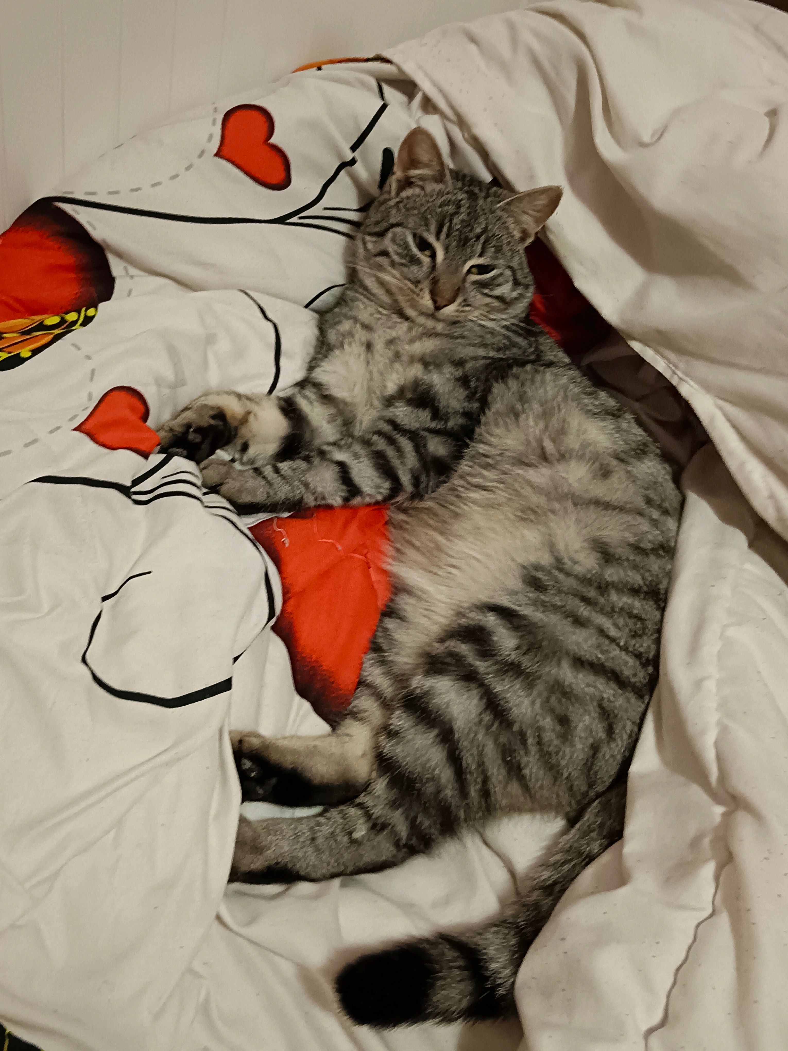 Leo - Intrarea Vega, Timișoara