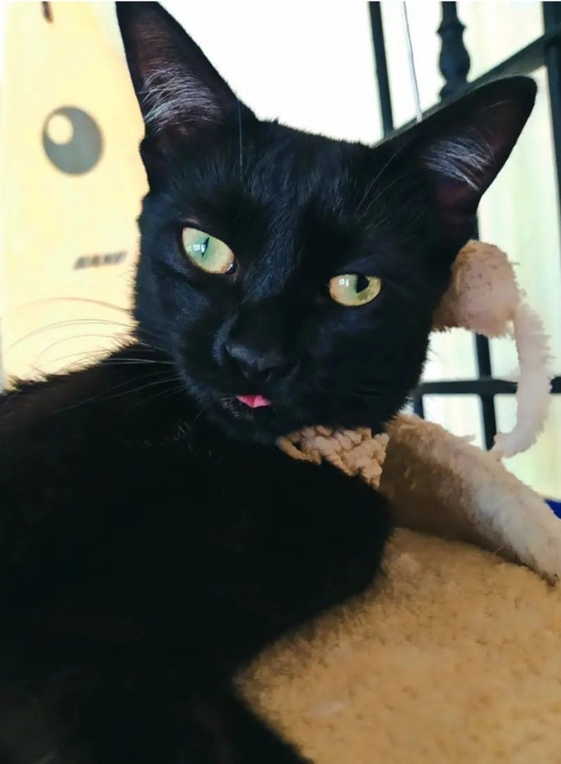 Obi - Calle Carabela La Pinta, Dos Hermanas