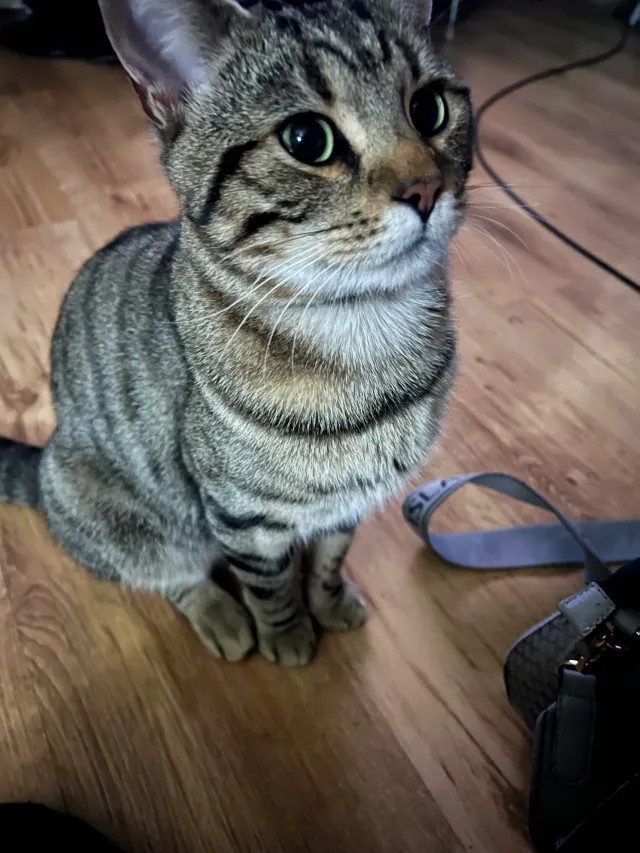 Rocco  - Stoneleigh Close, Nuneaton