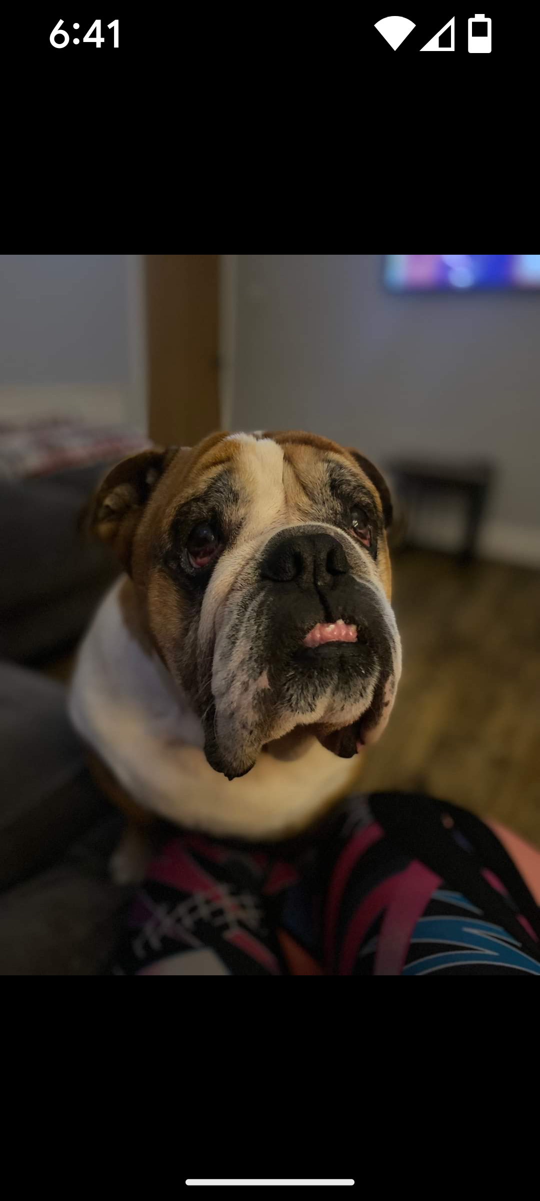 Monty - Ringswell Gardens, Bath