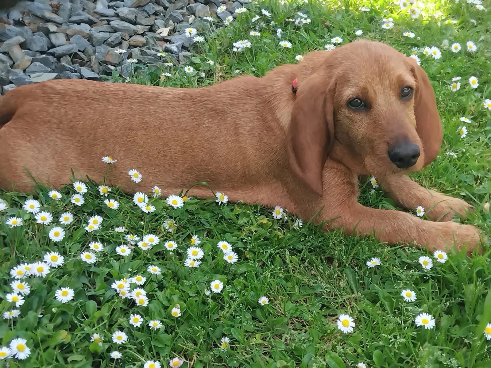 Vick  - Bords de Charente -camping, Chaniers