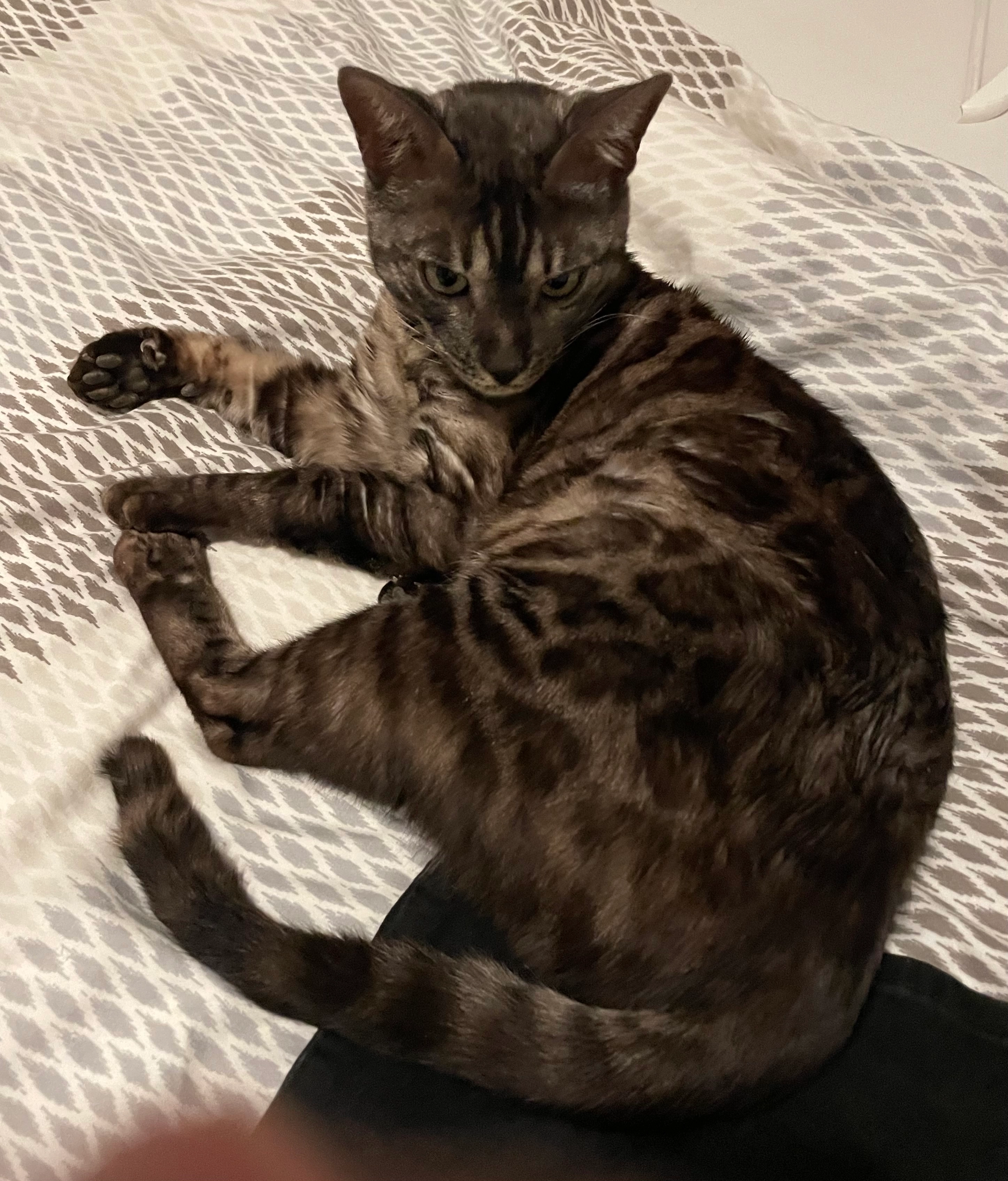 Ares  - Chikago 3. Gasse, Kittsee