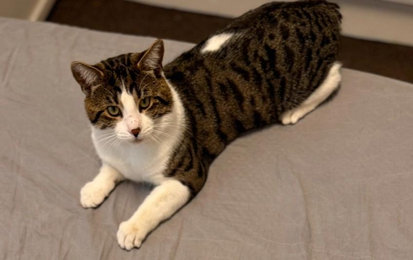 pablo - High Street, Burton upon Trent