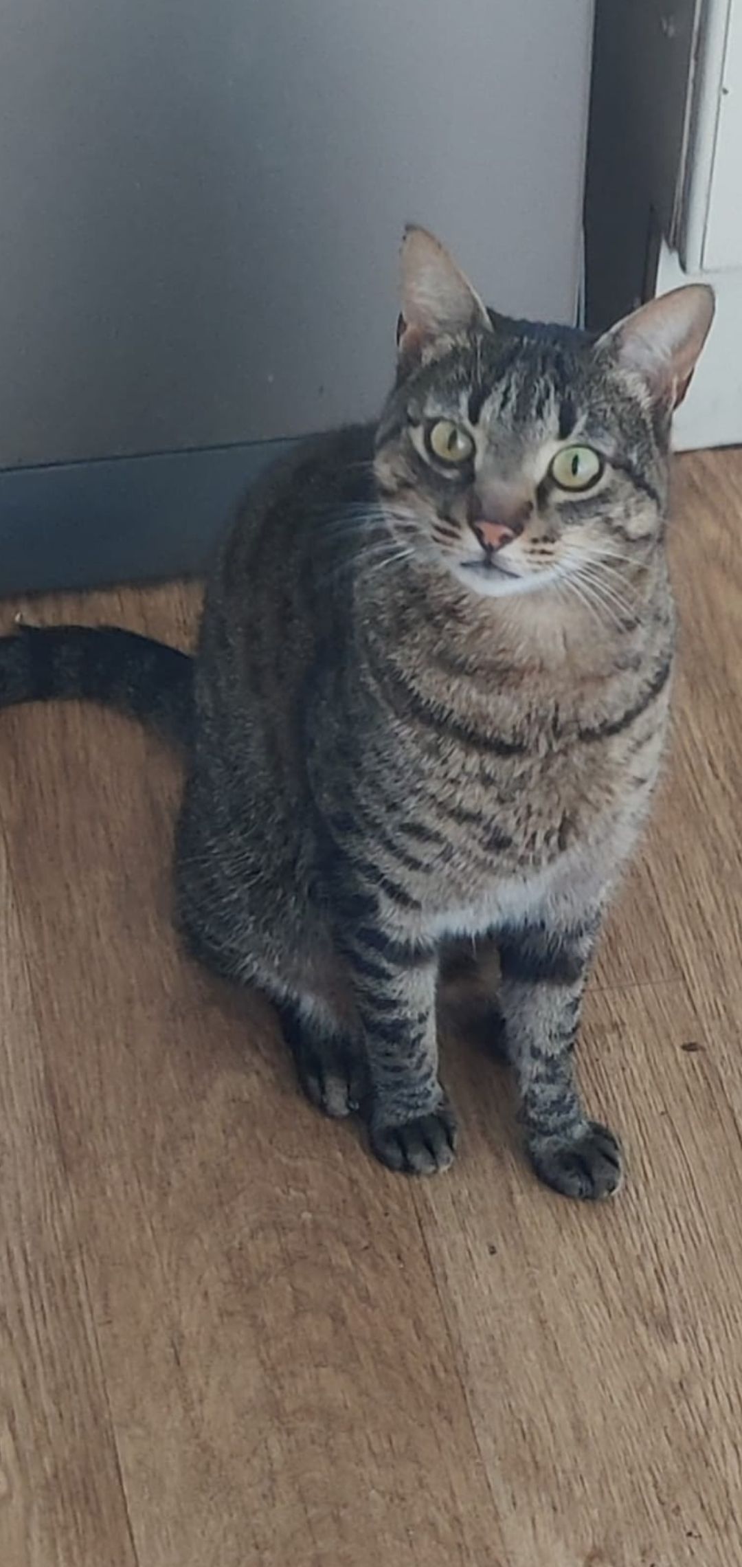 Artemis  - Ancrum Gardens, Dundee