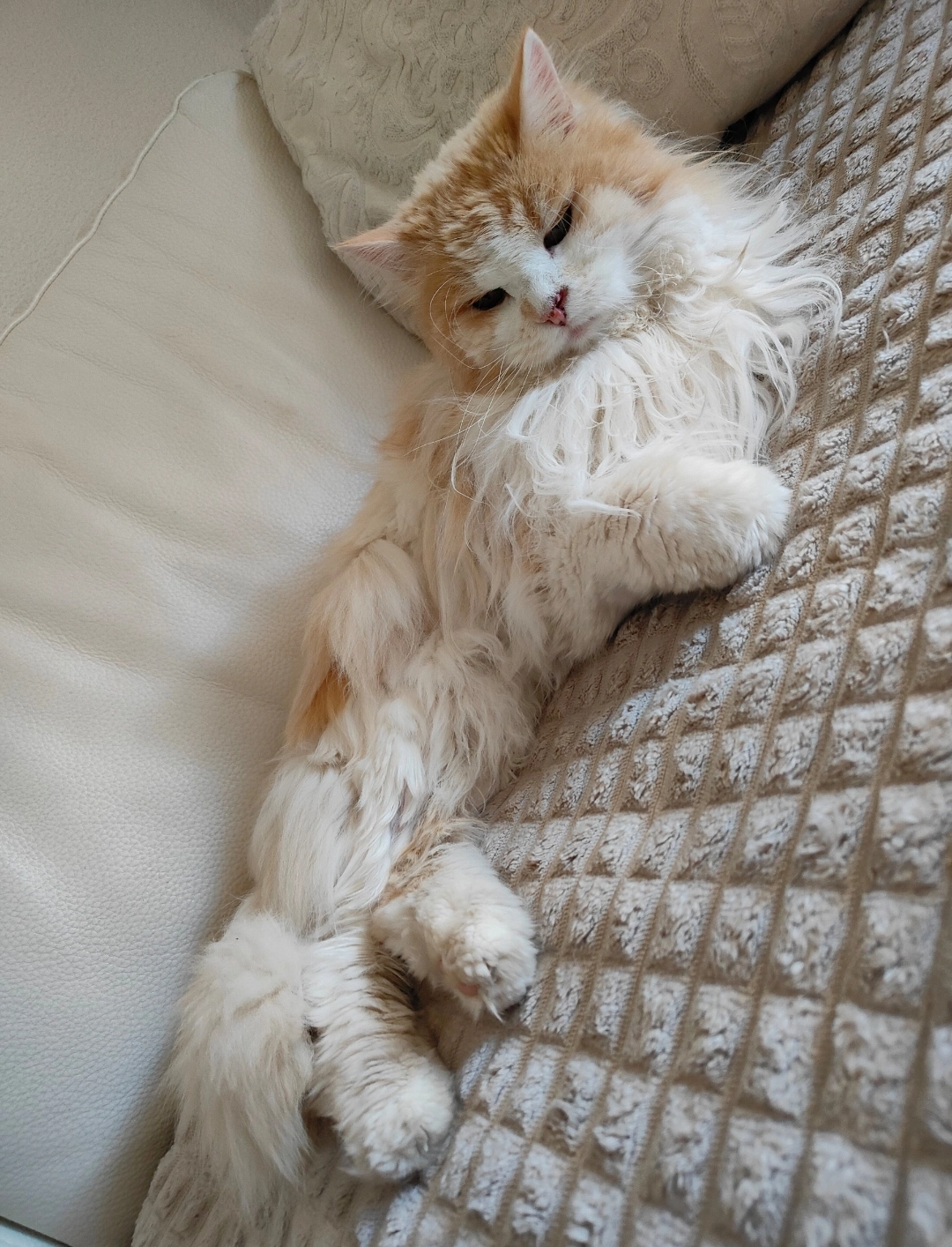 Leon - Dreispitz, Zuchwil