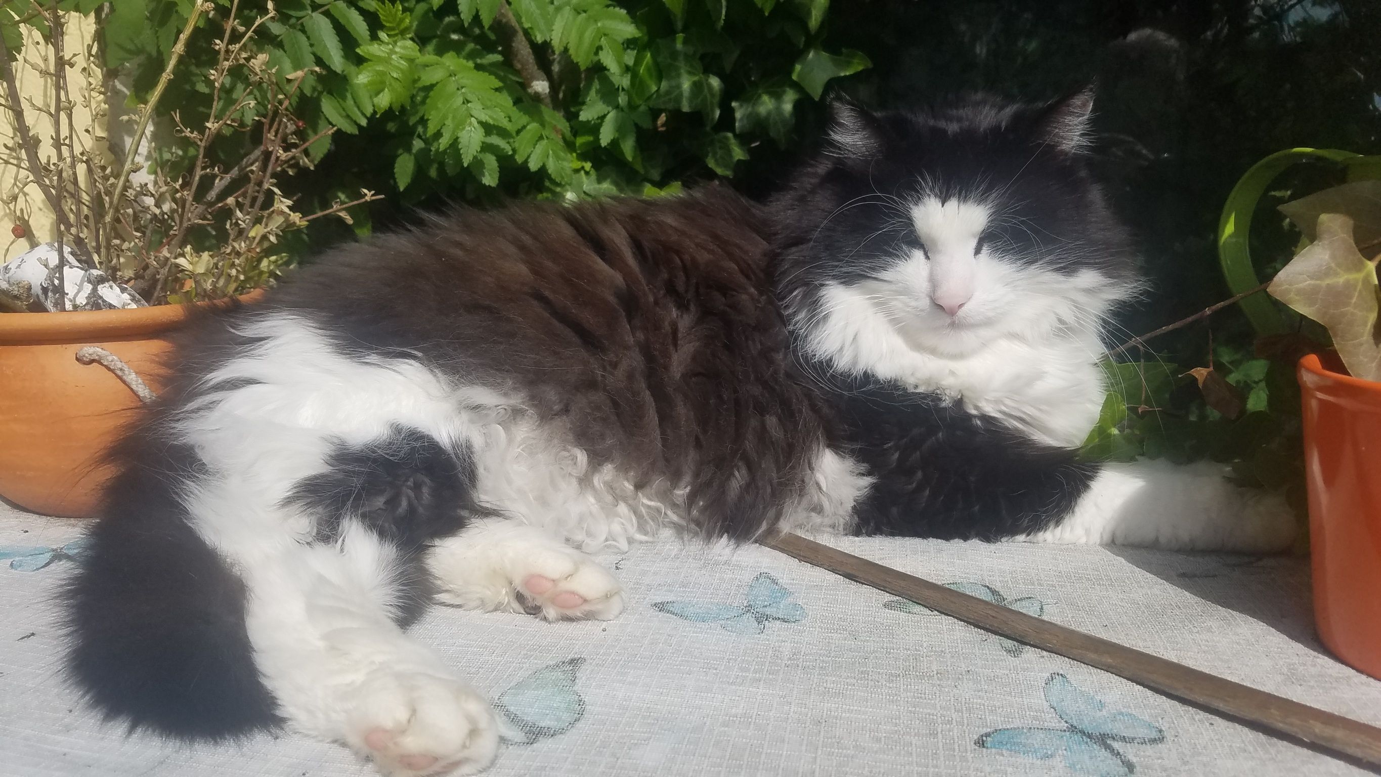 Nero - Kiefernweg, Gerstetten