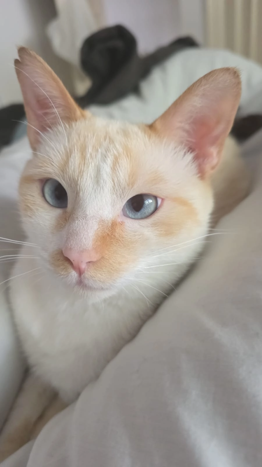 Mochi - Calle de Sotavento, Chiclana de la Frontera