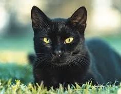 Cody - 6 Rue de la Billardière, Épernon